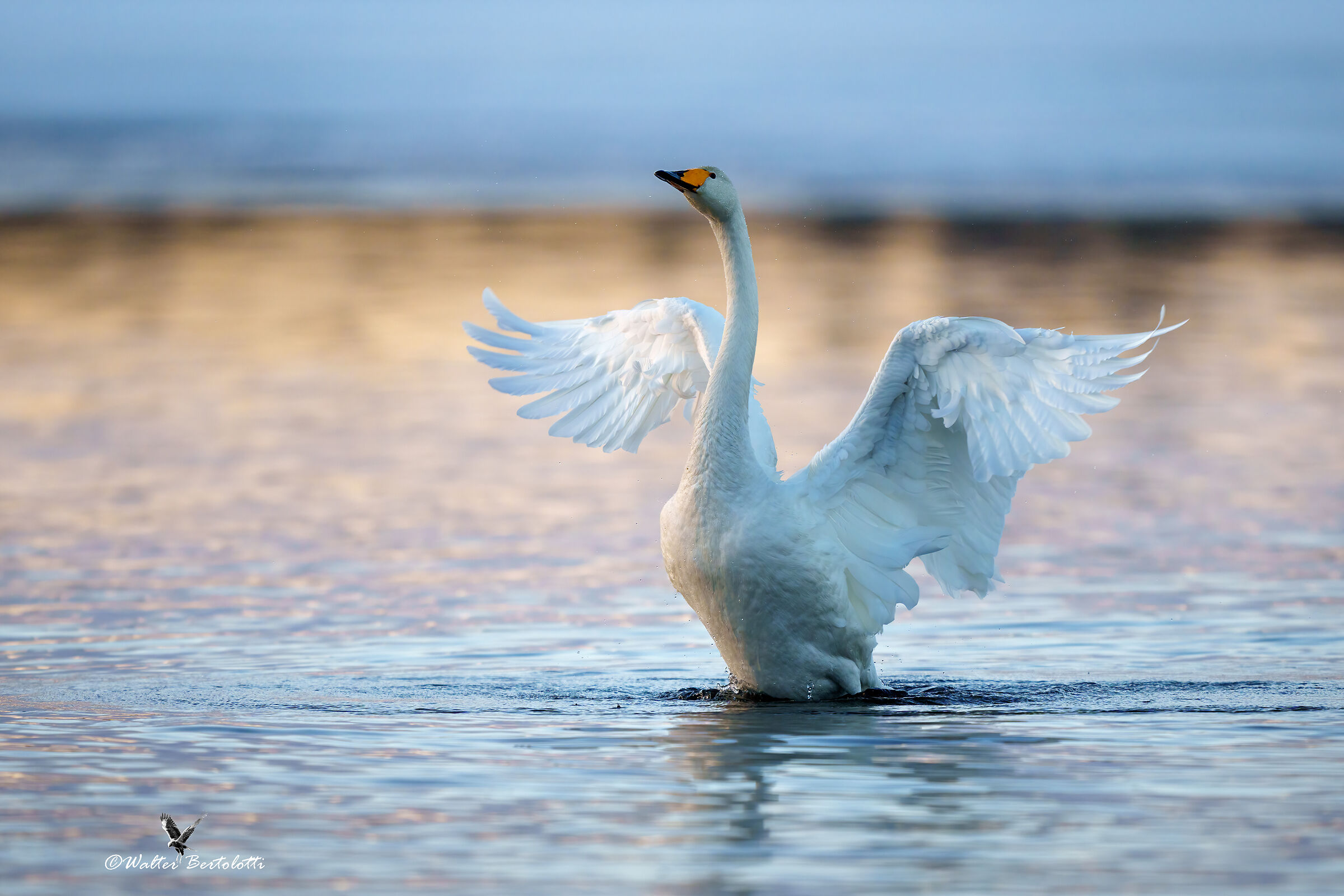 il principe del lago