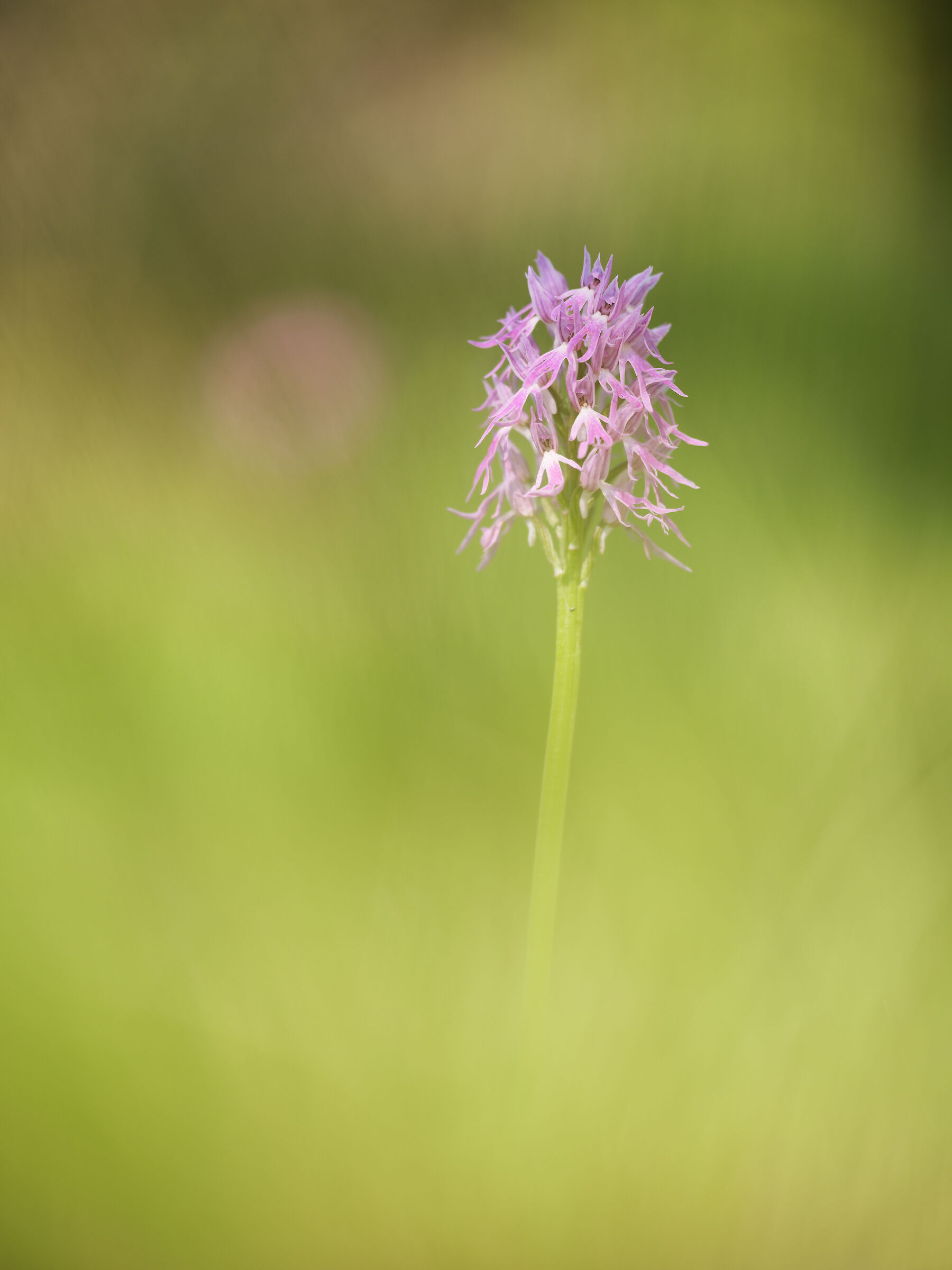 Orchis italica