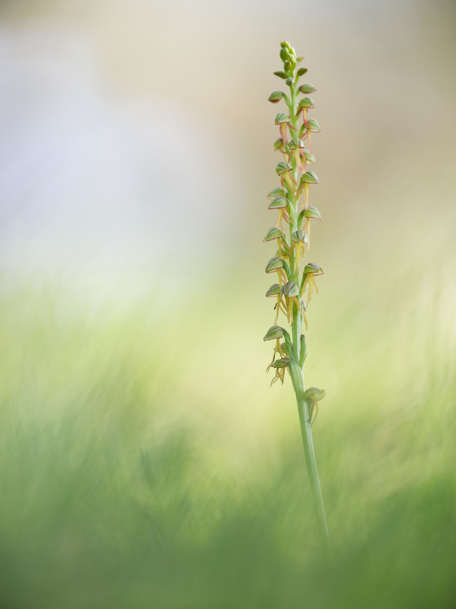 Orchis anthropophora