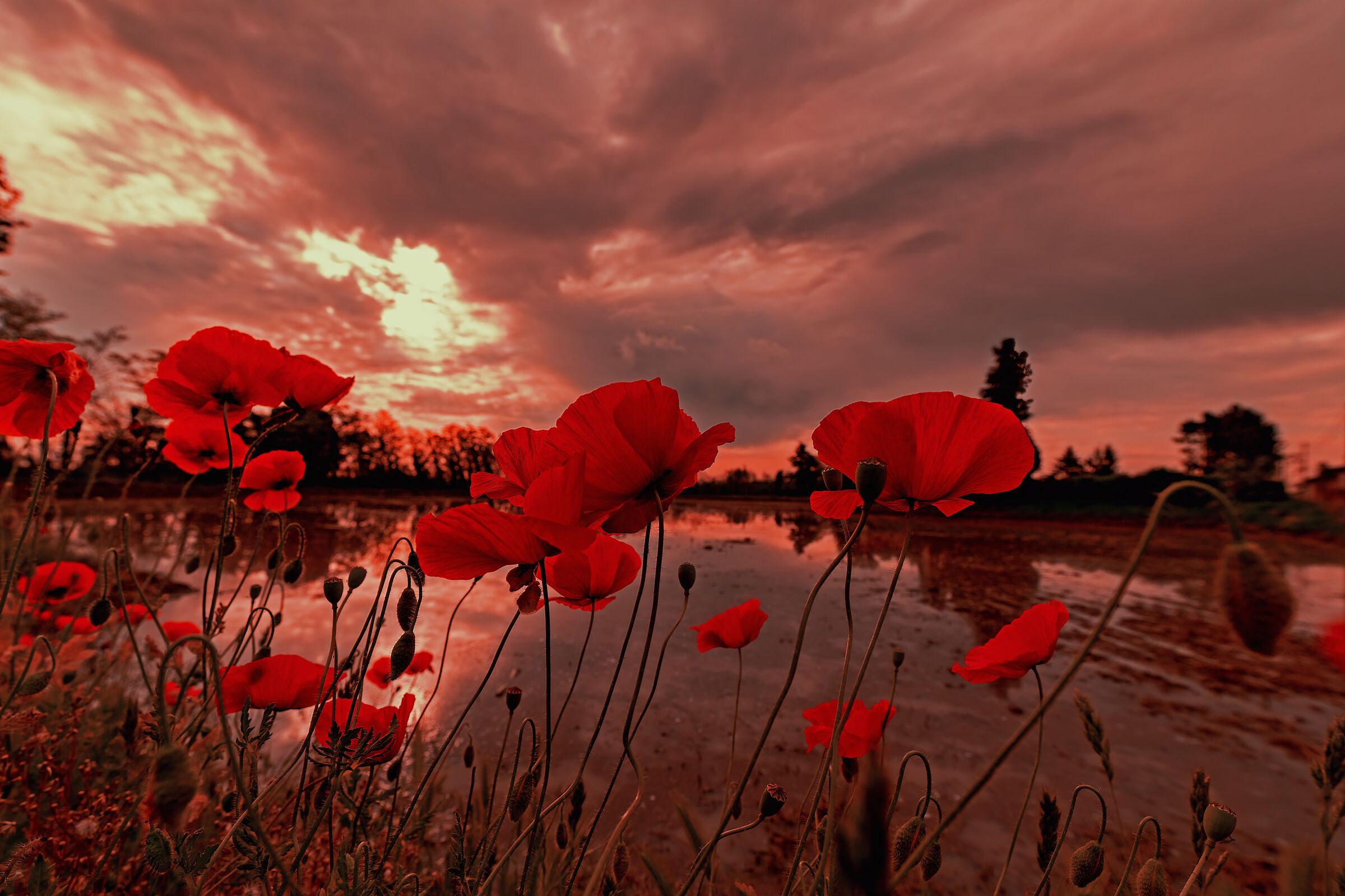 Poppies at dawn