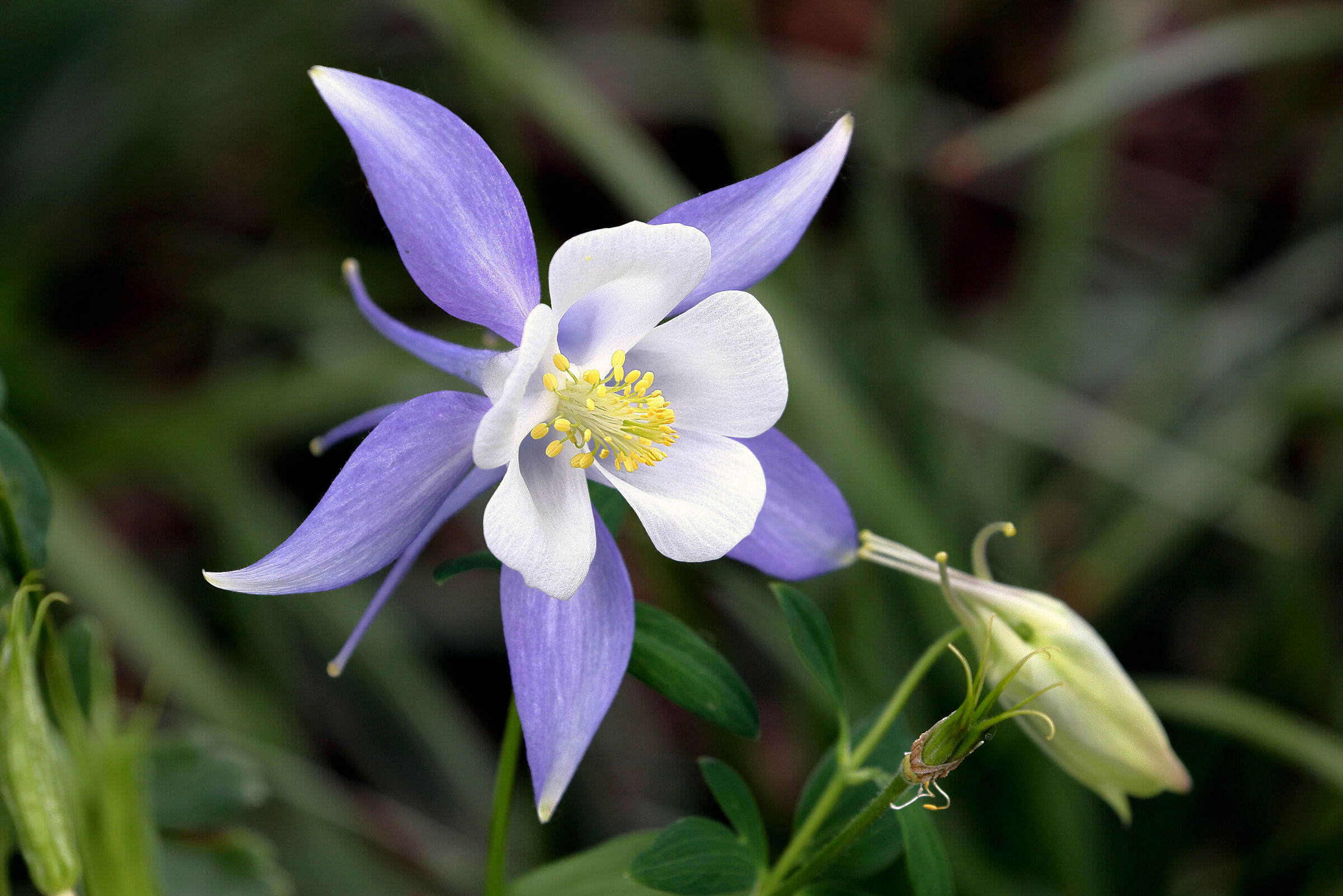Aquilegia