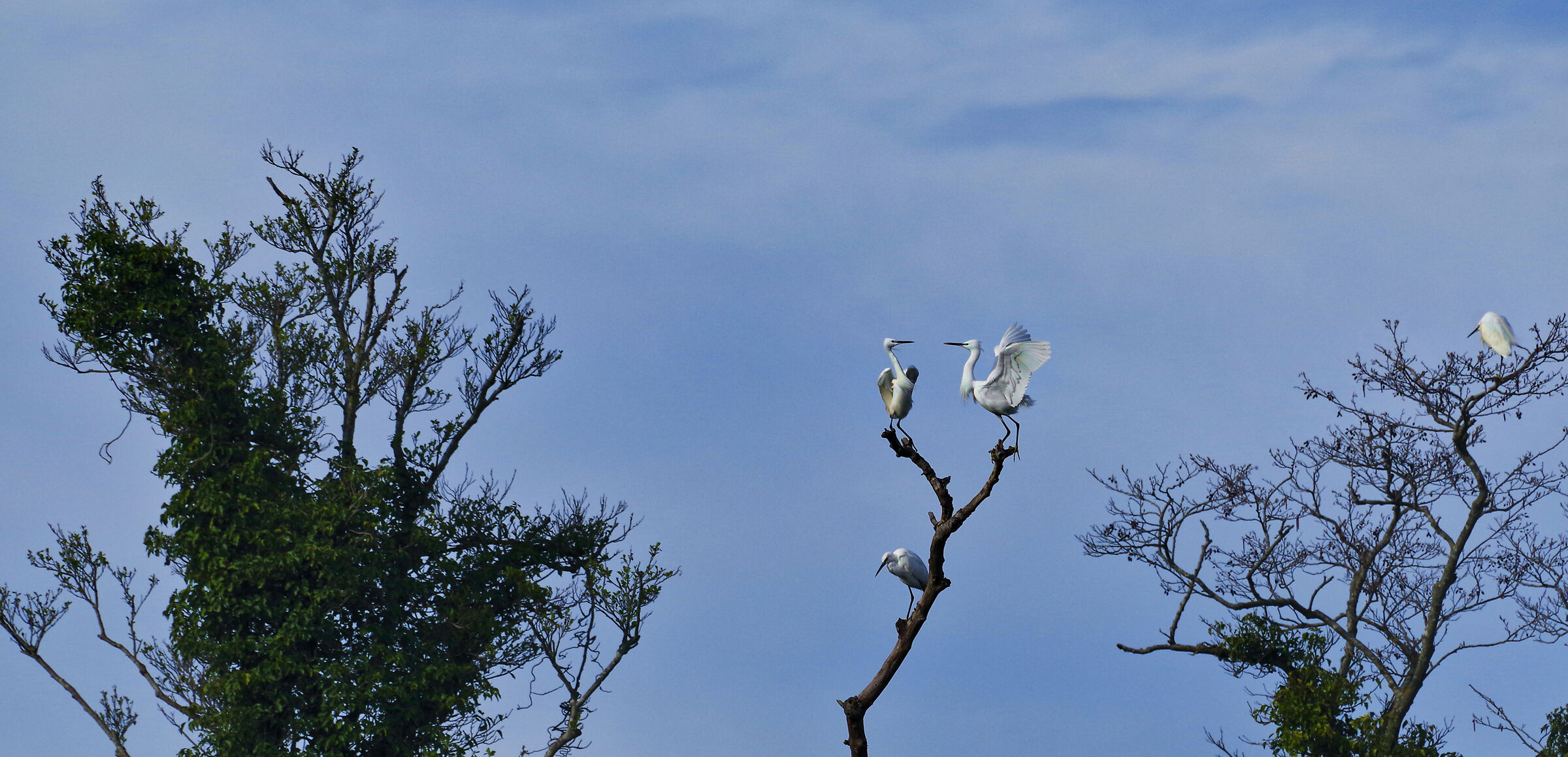 garzette che litigano