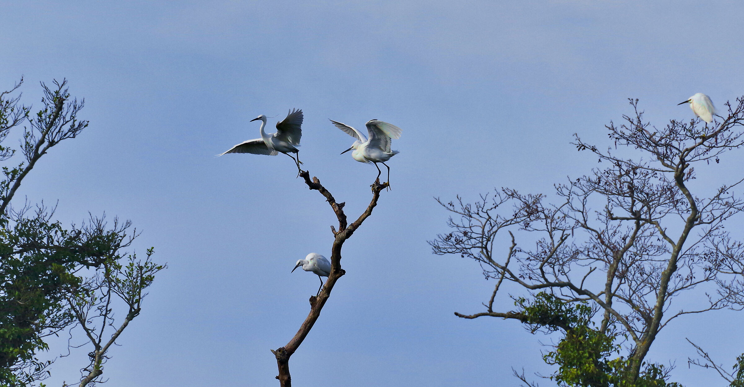 egrets arguing 2