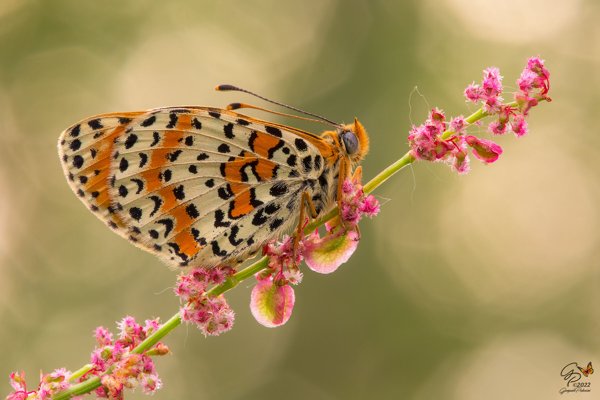 Melitaea didyma