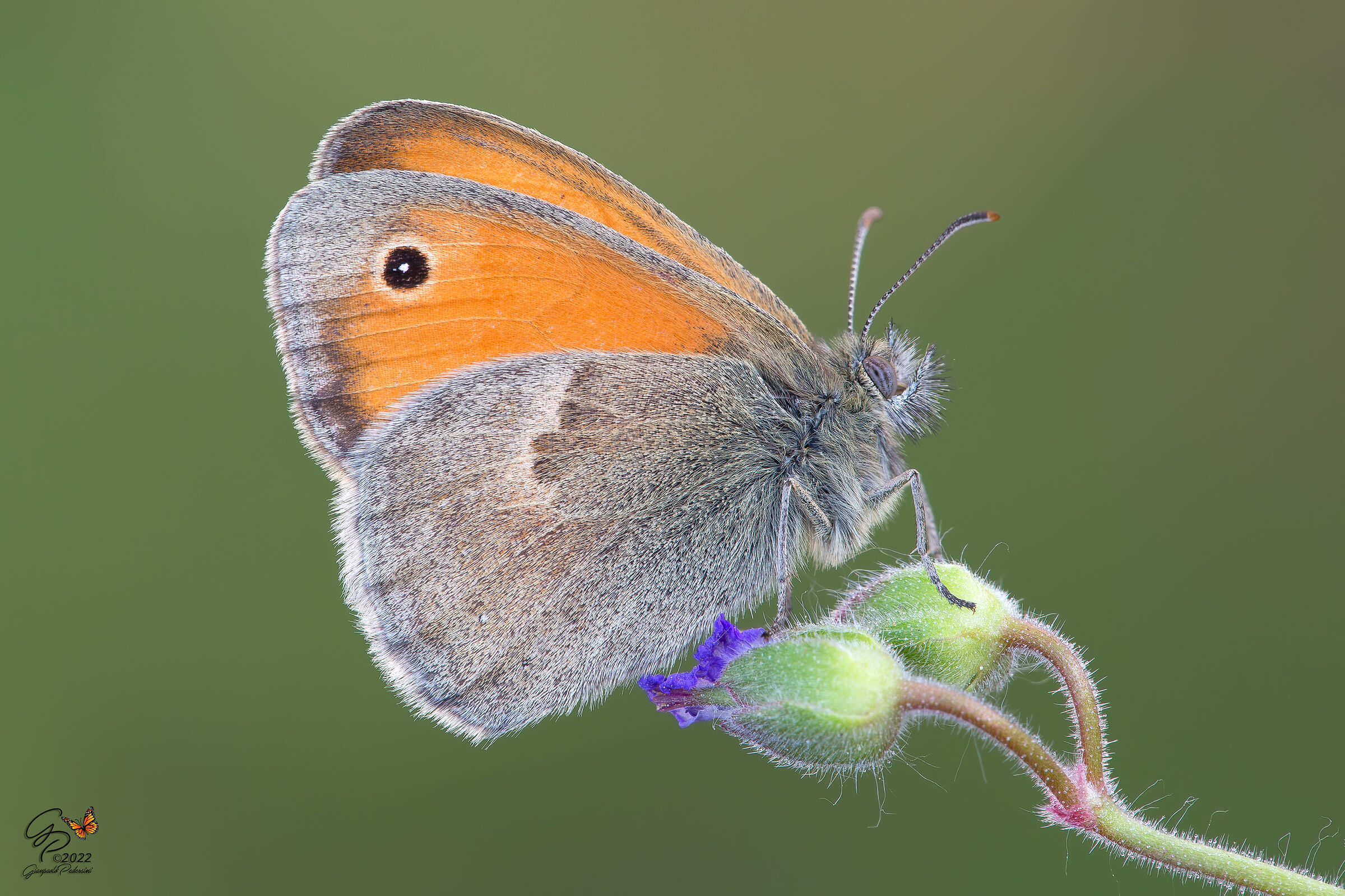 Coenonympha pamphilus