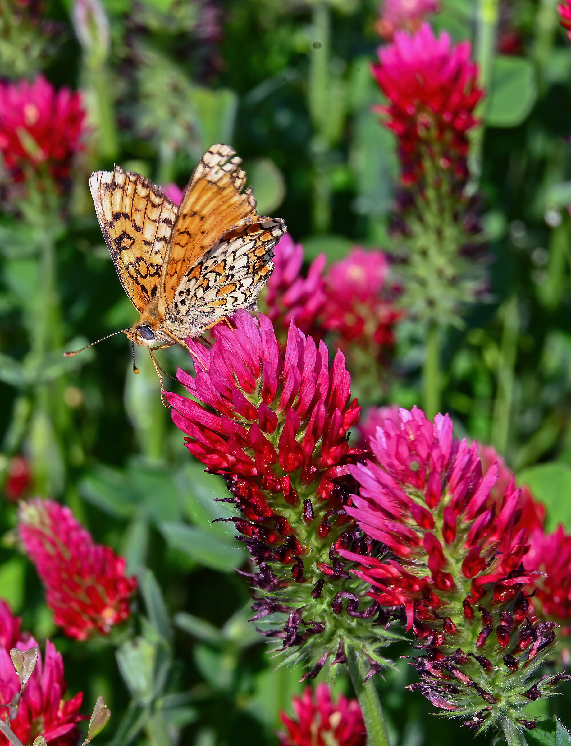 Still on the red clover