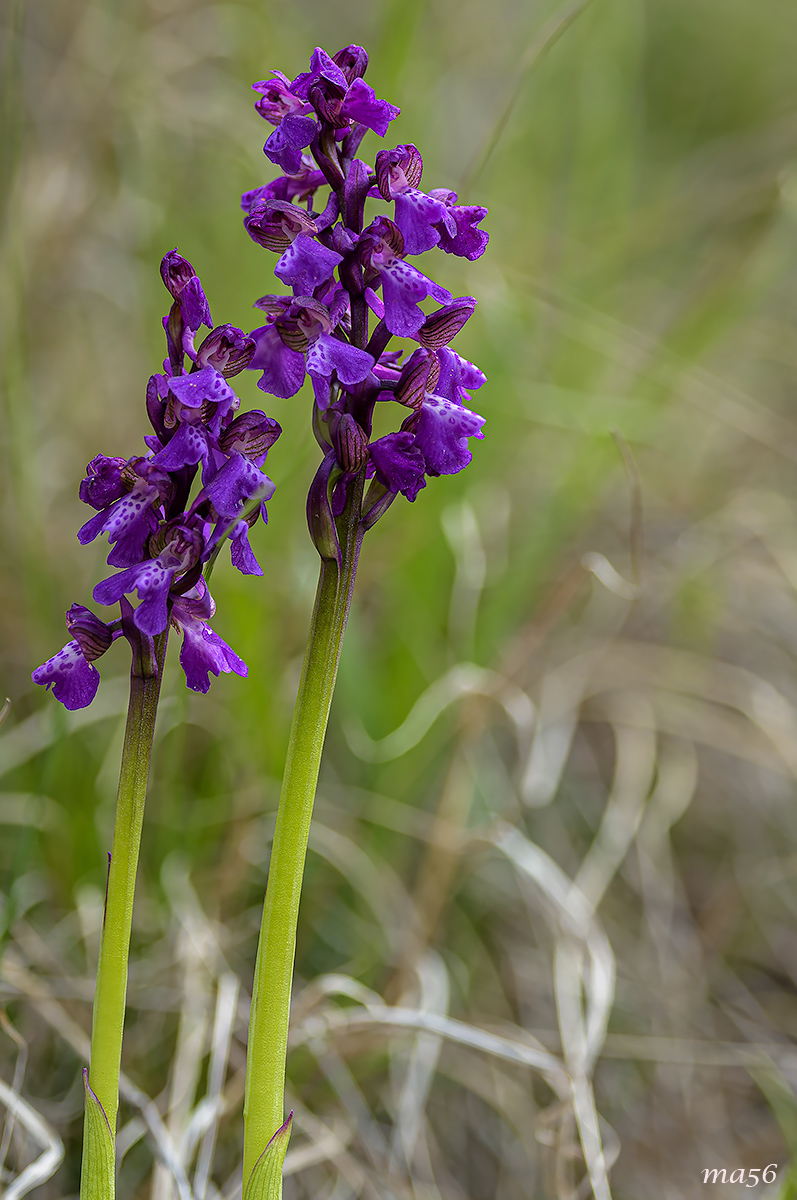 Anacamptis morio