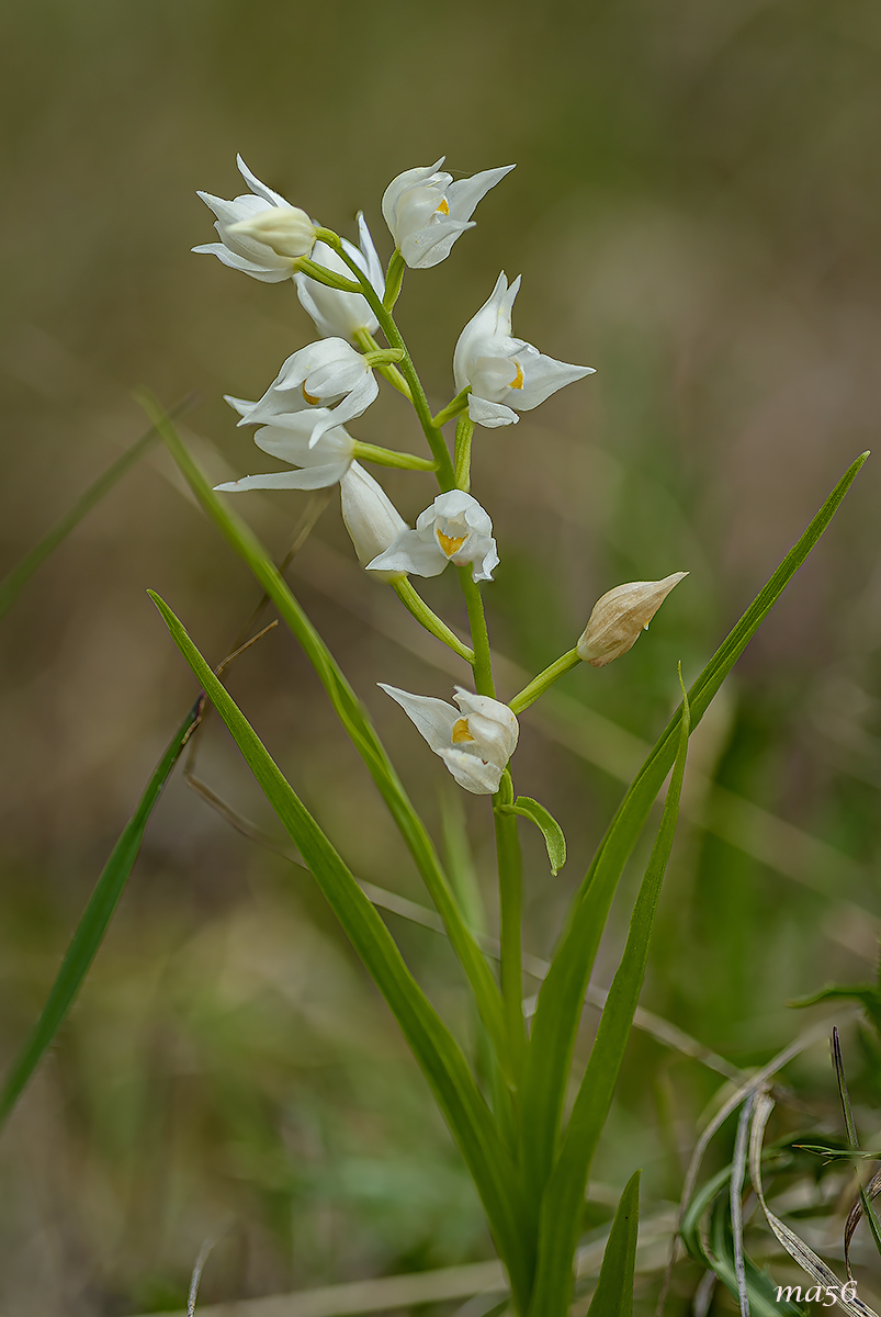 Greater cephalantera