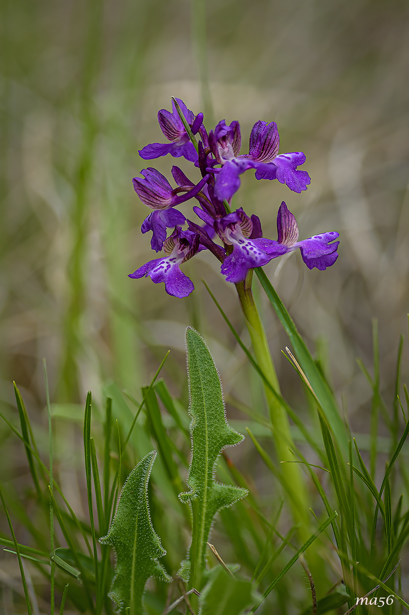 Anacamptis morio