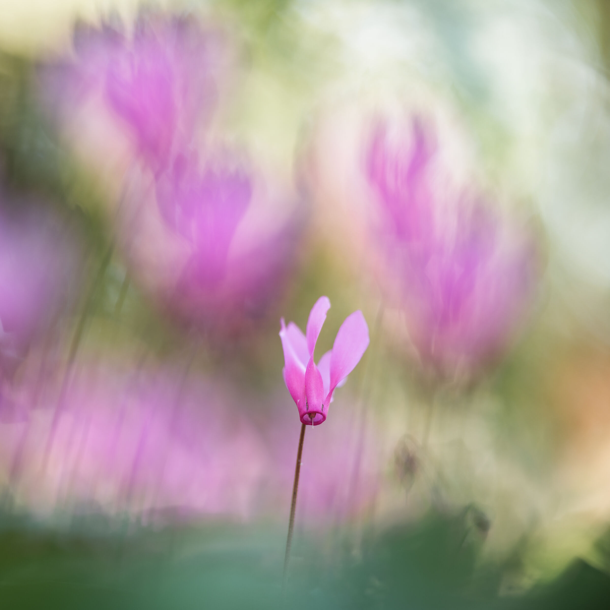 Ciclamino primaverile