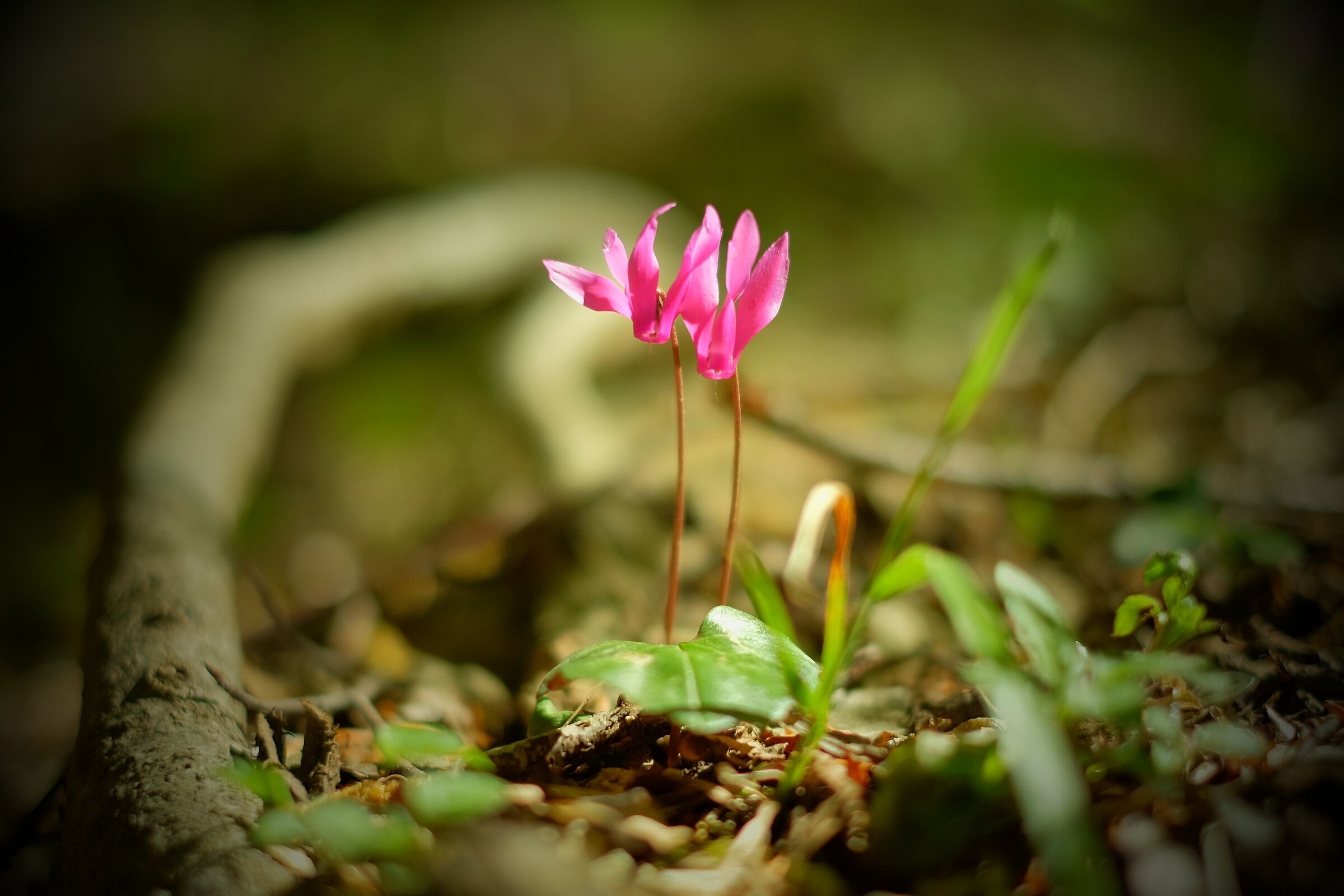 Cyclamen
