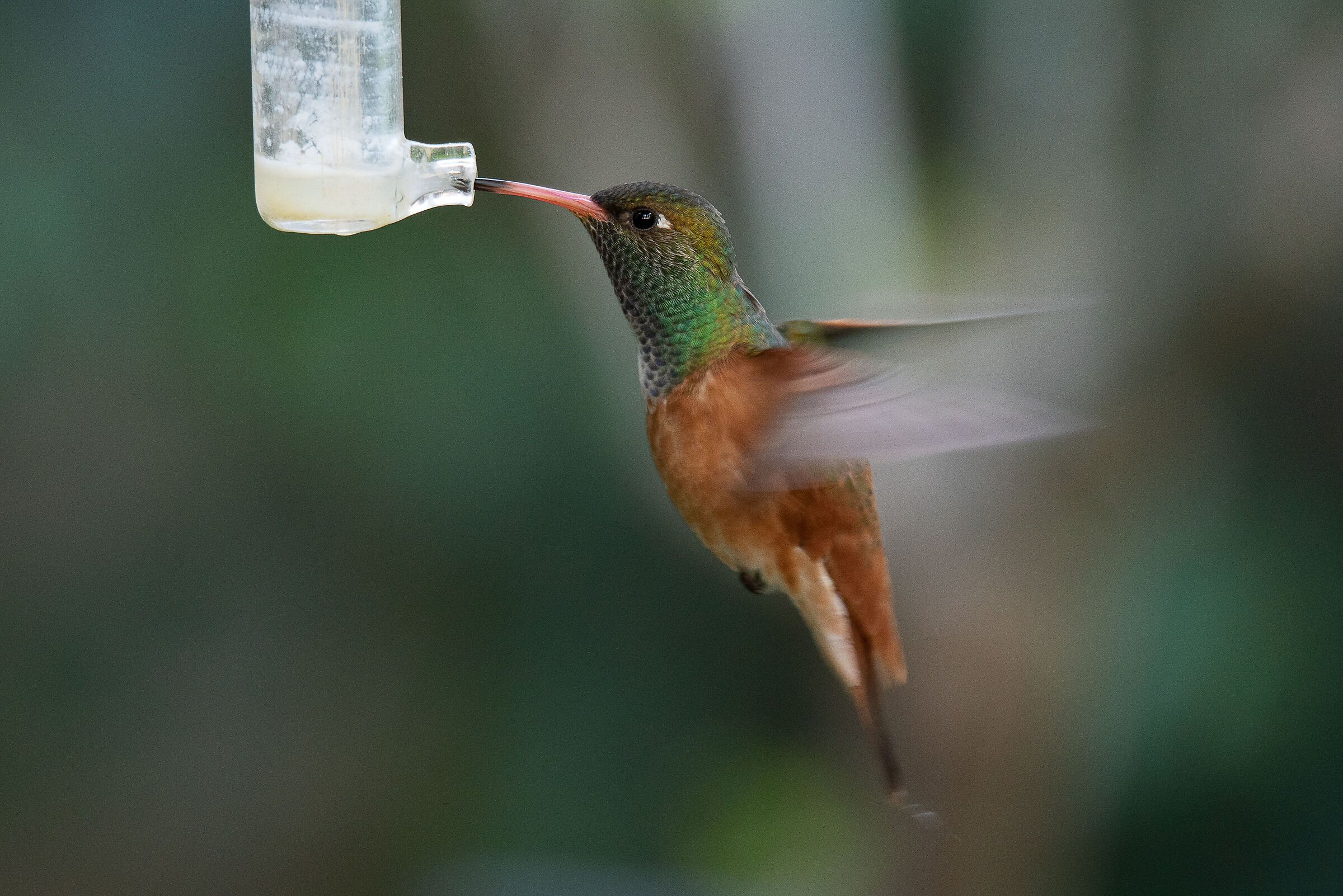 Hummingbird