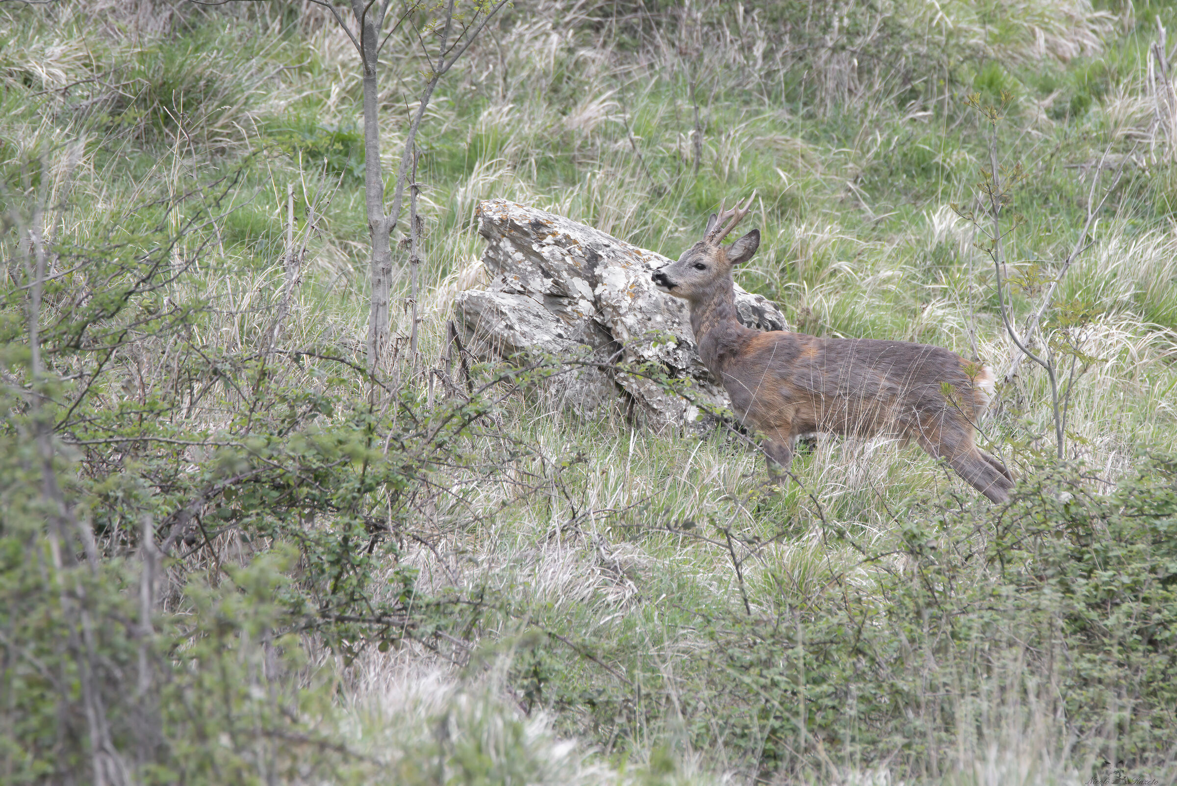 Roe deer