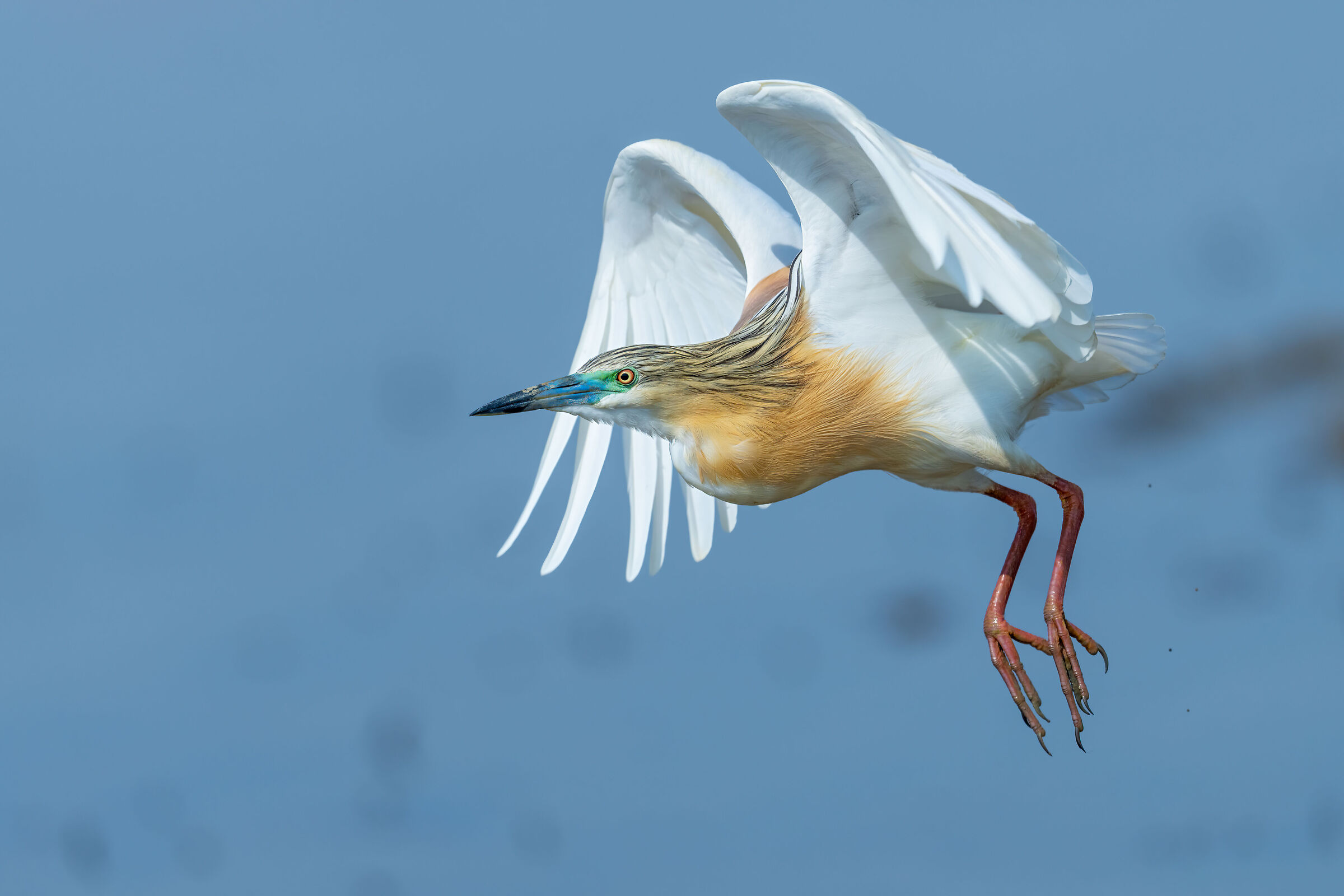 Squacco heron