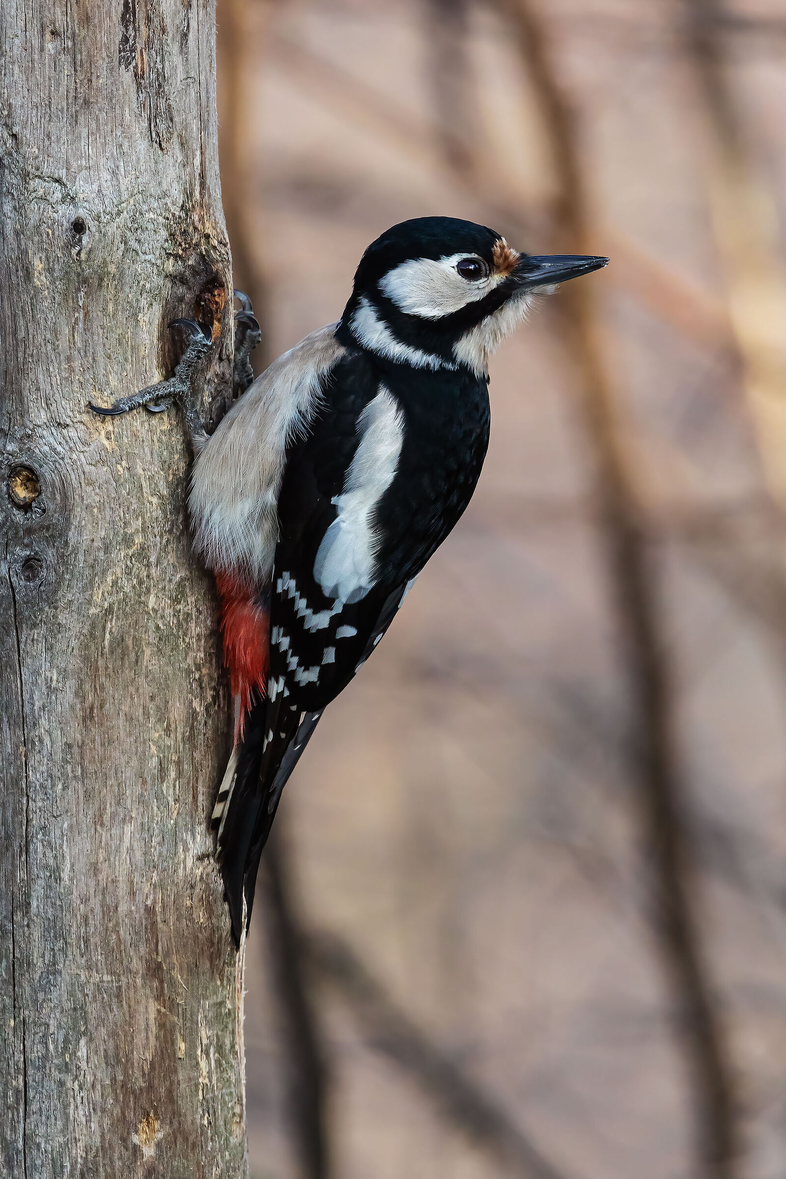 Red woodpecker