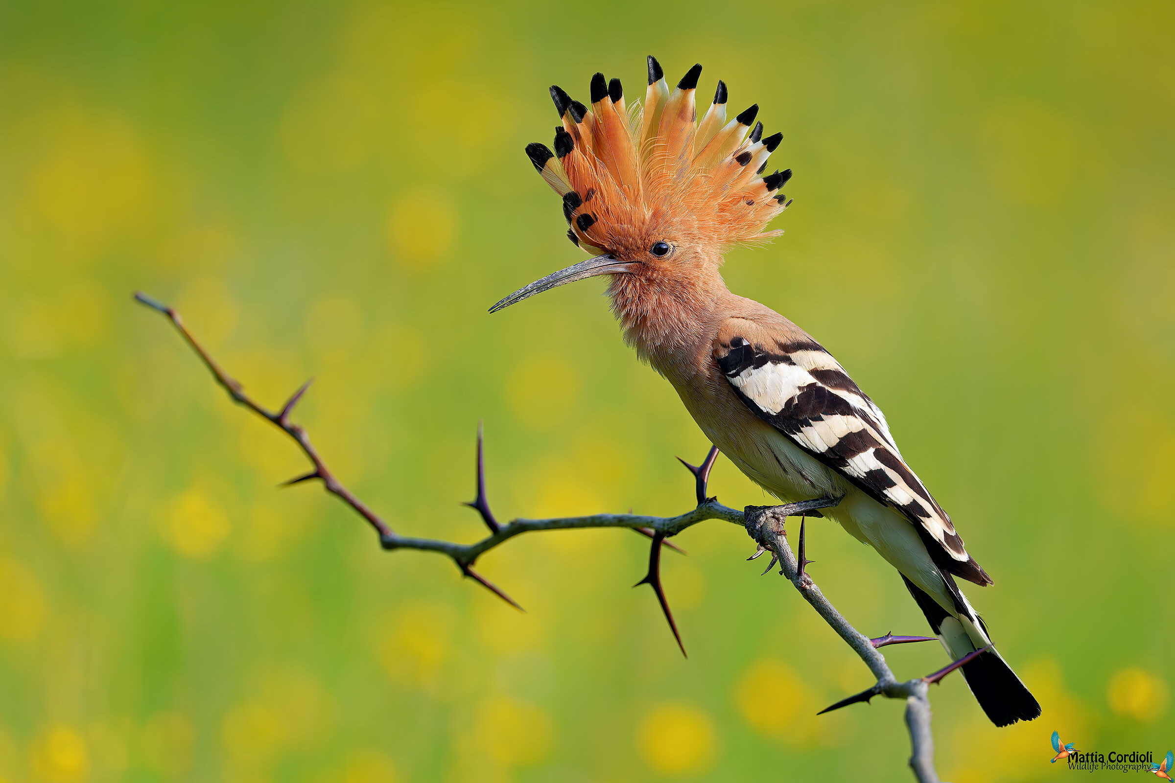 hoopoe