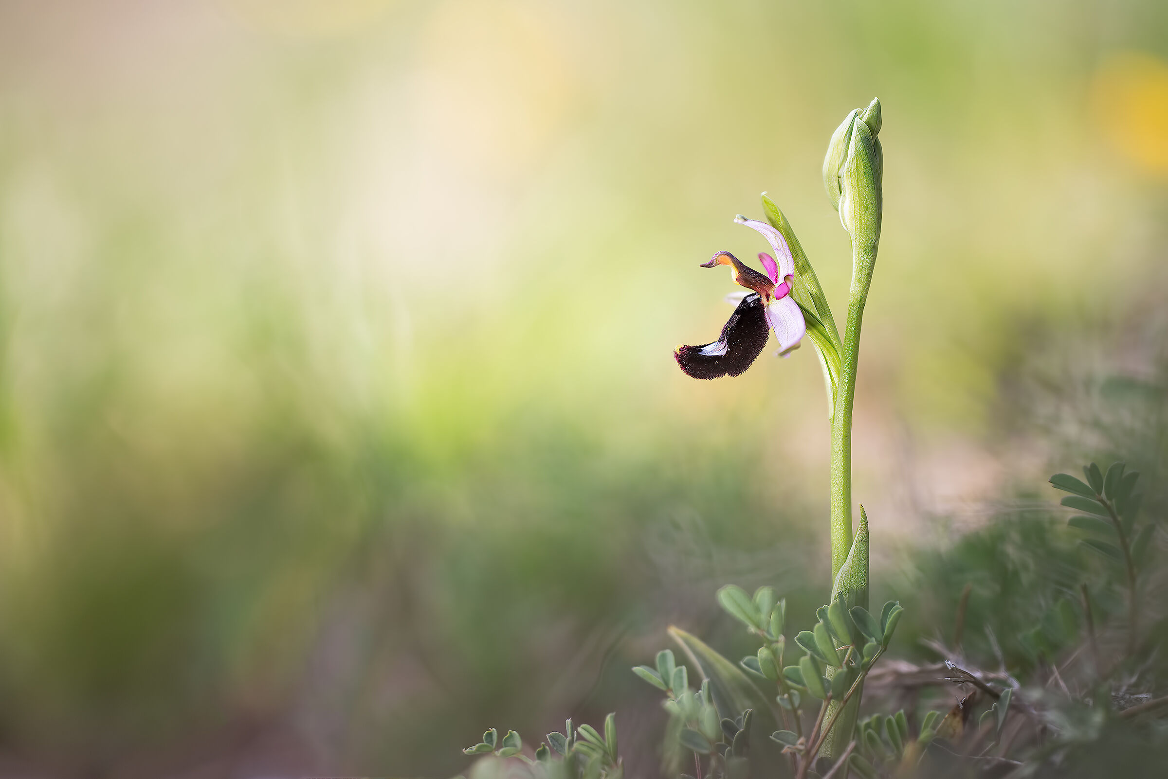 Ophrys bertolonii