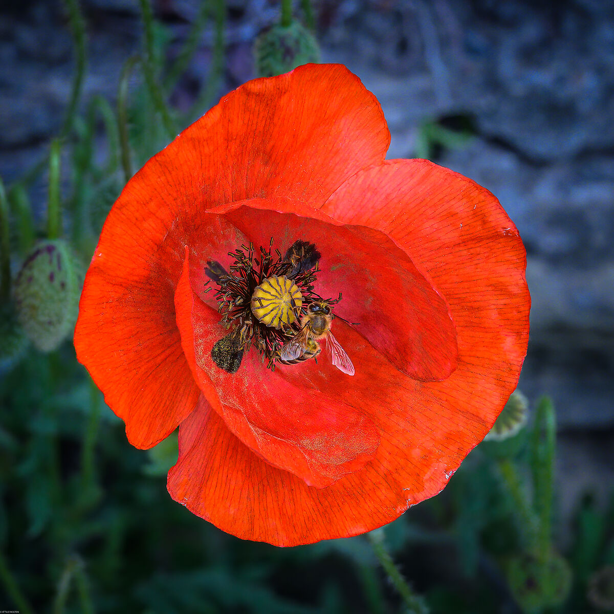 Poppy