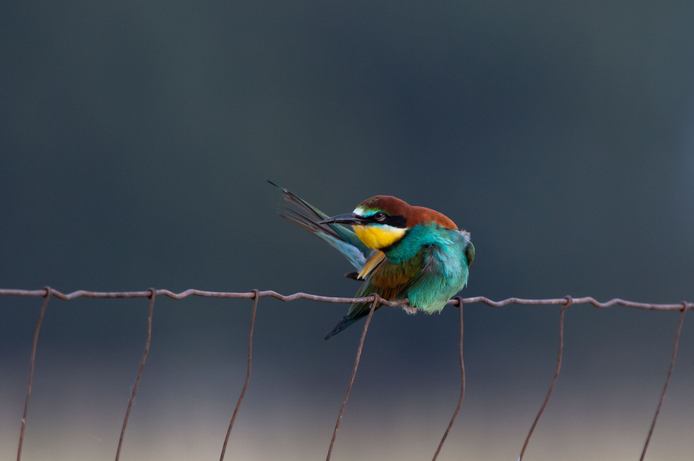 Bee-eater