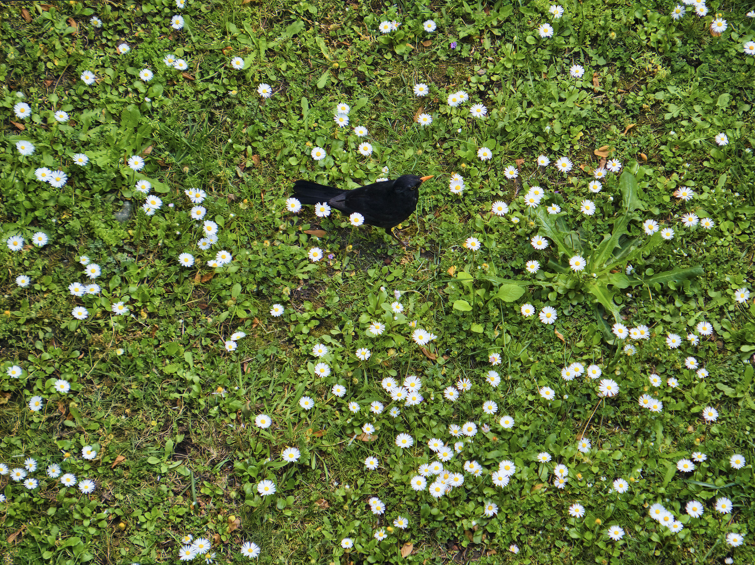 Il merlo e le margherite