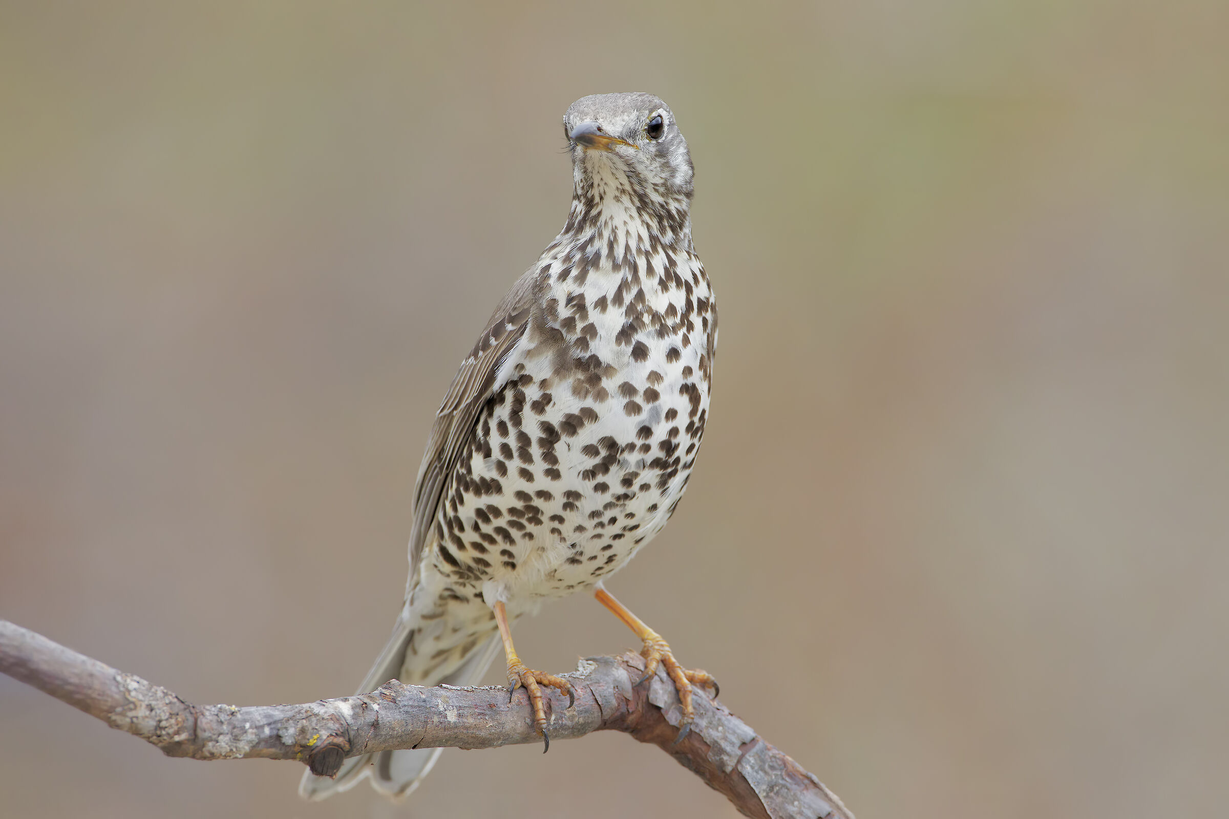 Mistle thrush