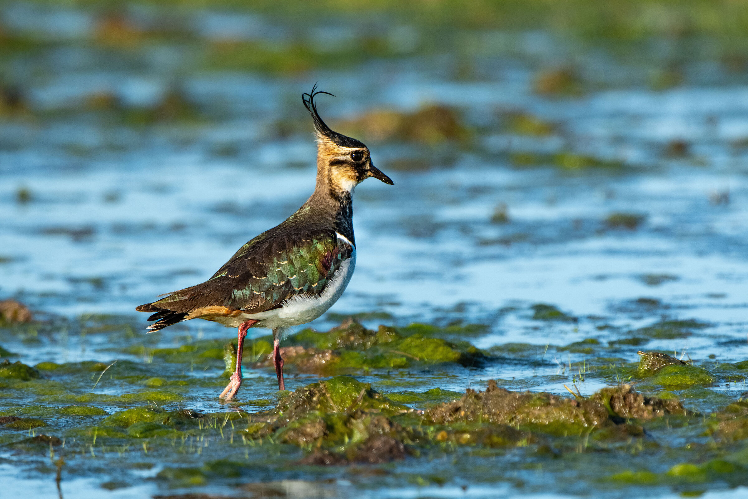 Lapwing