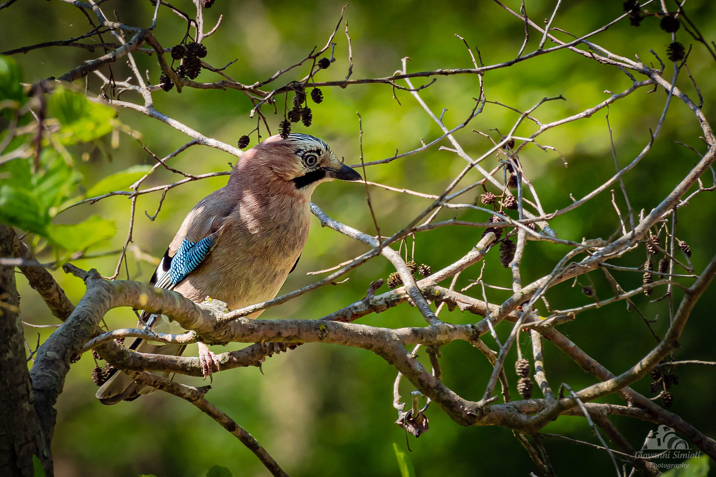 Ghiandaia al Parco delle Risorgive a Codroipo (ud)