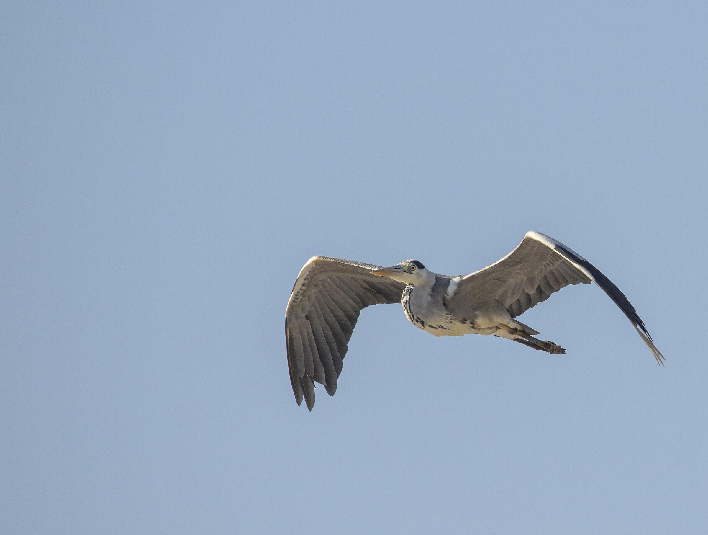 Grey heron in flight