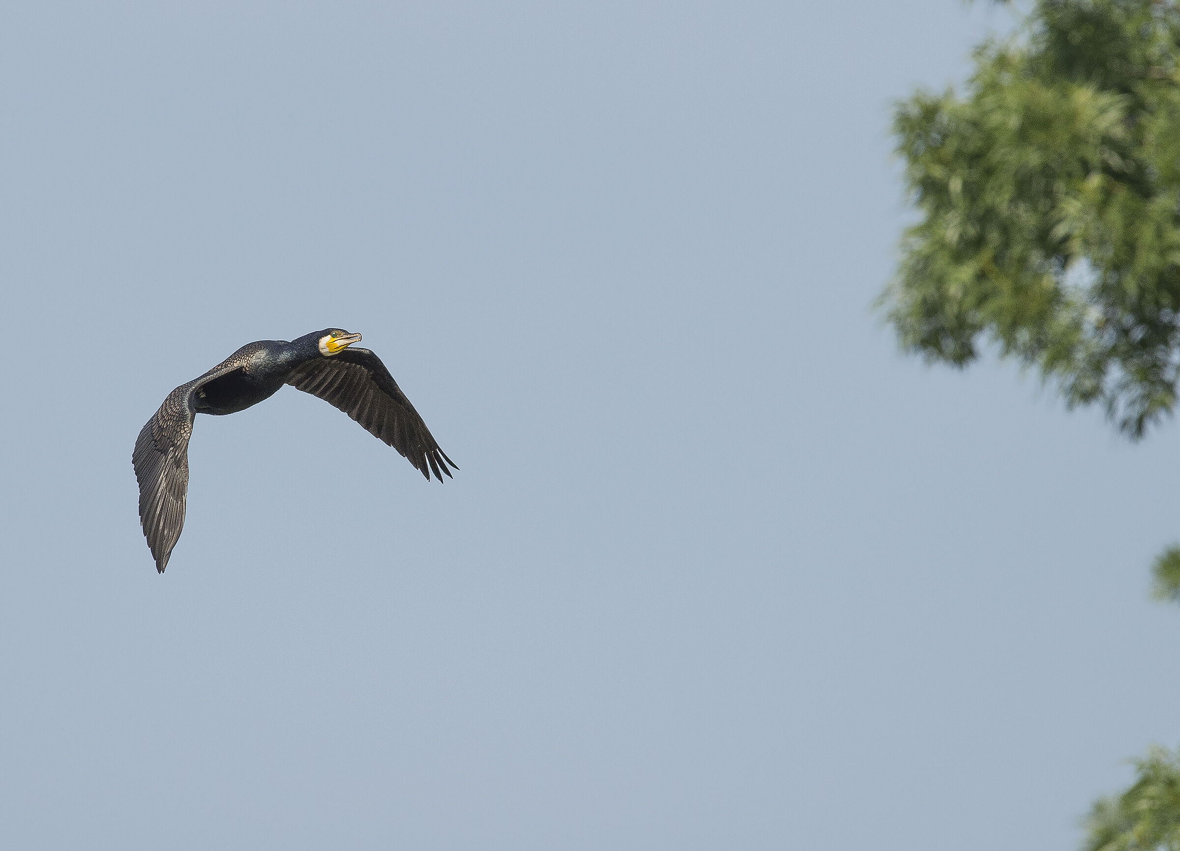 Cormorant in flight
