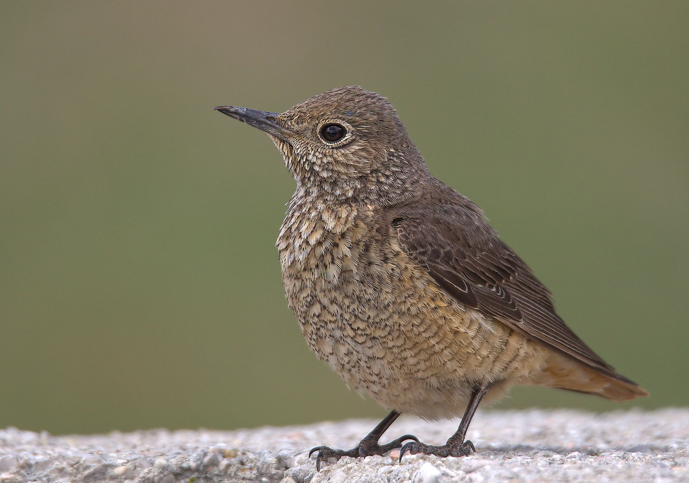 Redstart female
