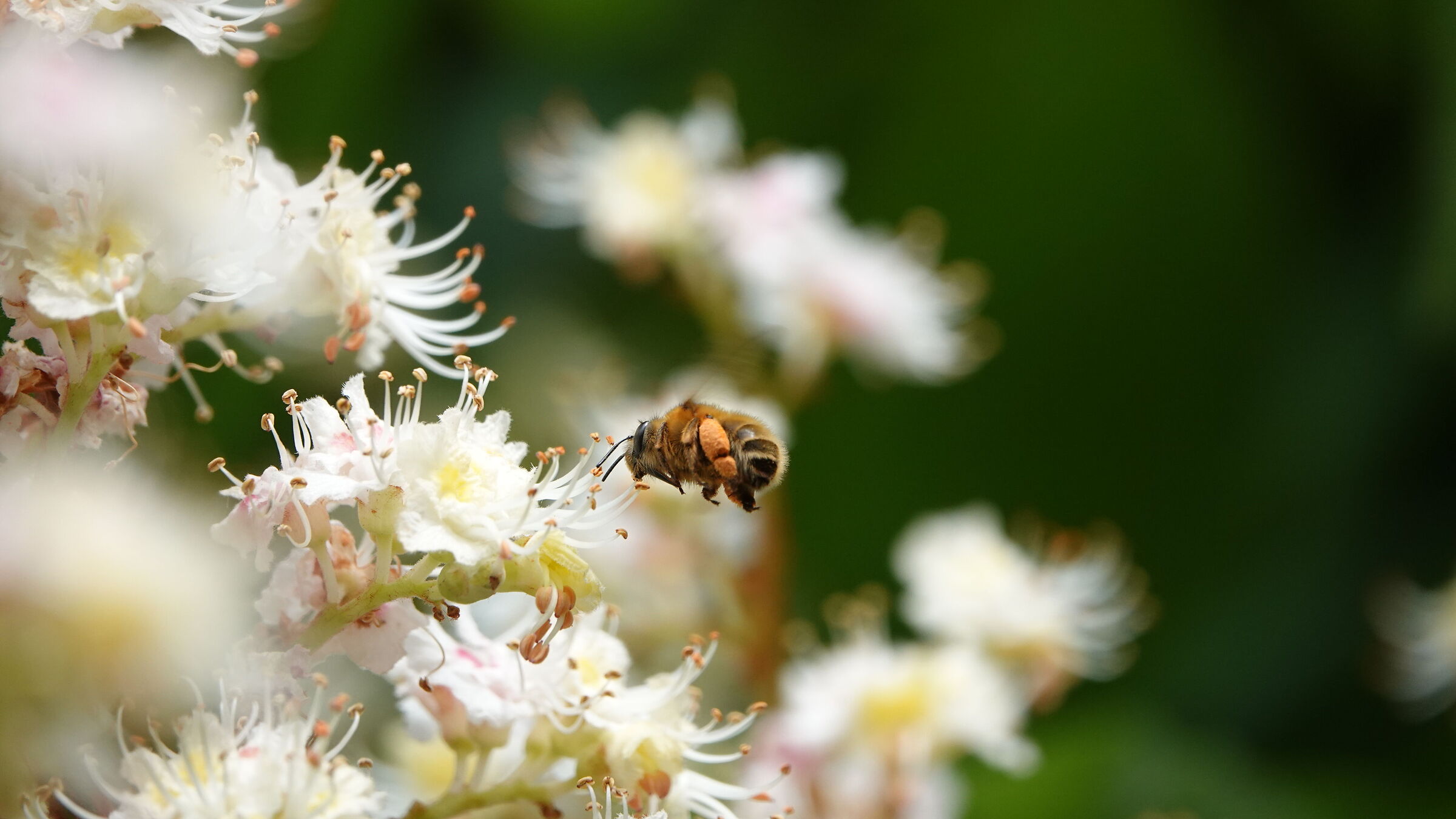 Bee not bee