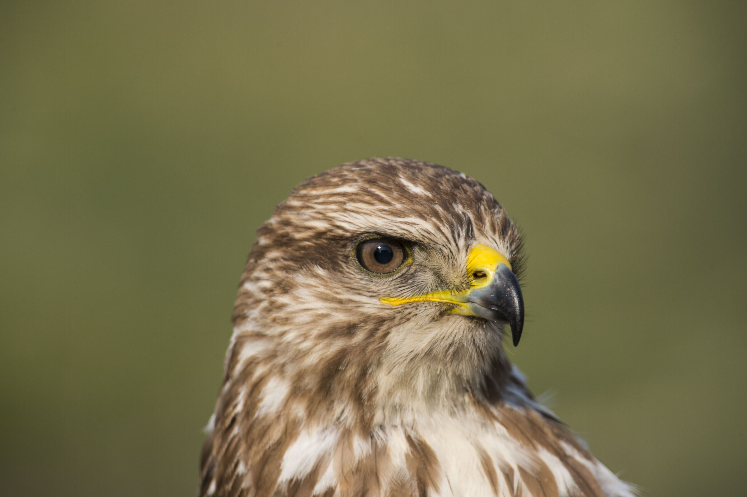 Portrait of buzzard
