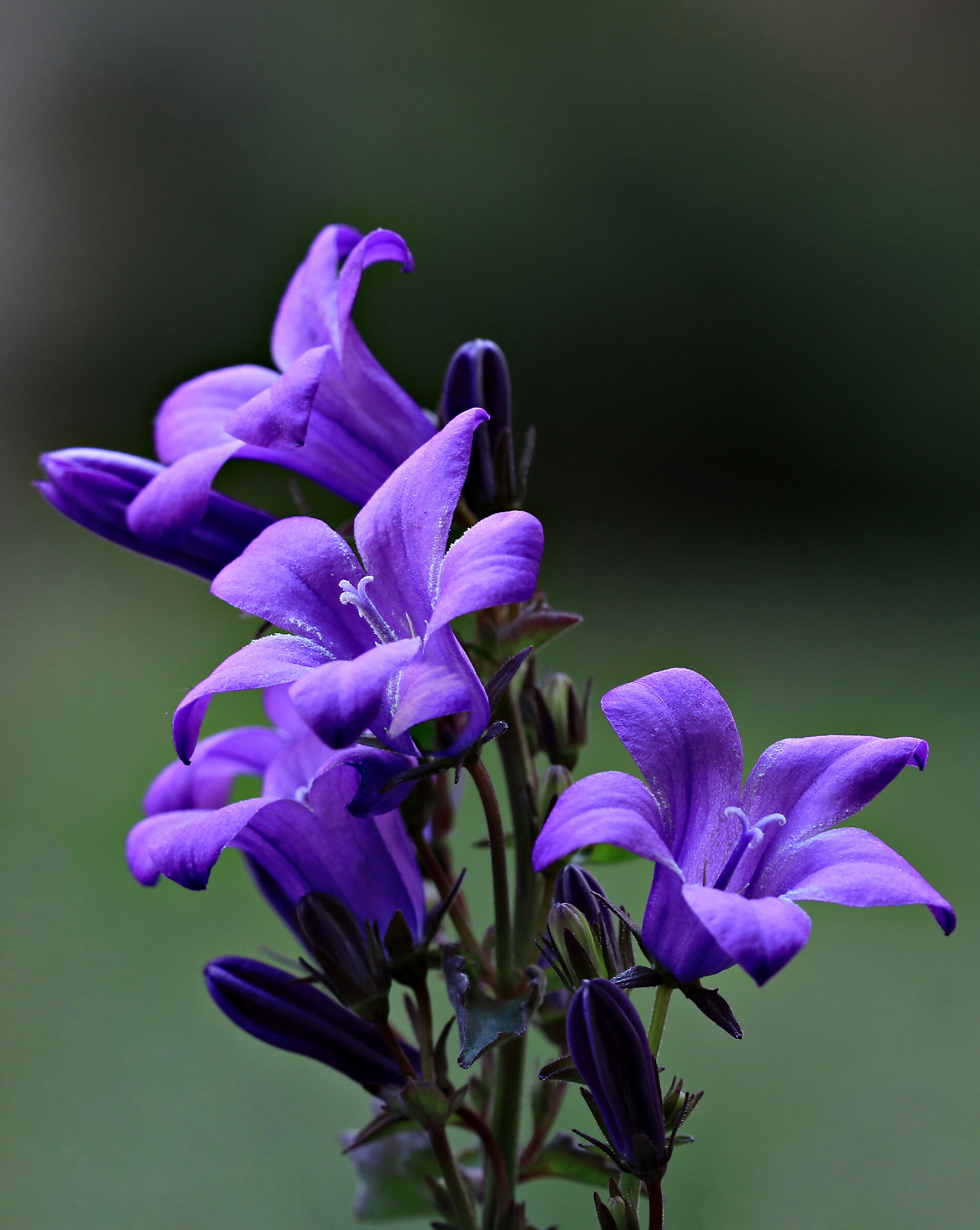 Campanula Catharina