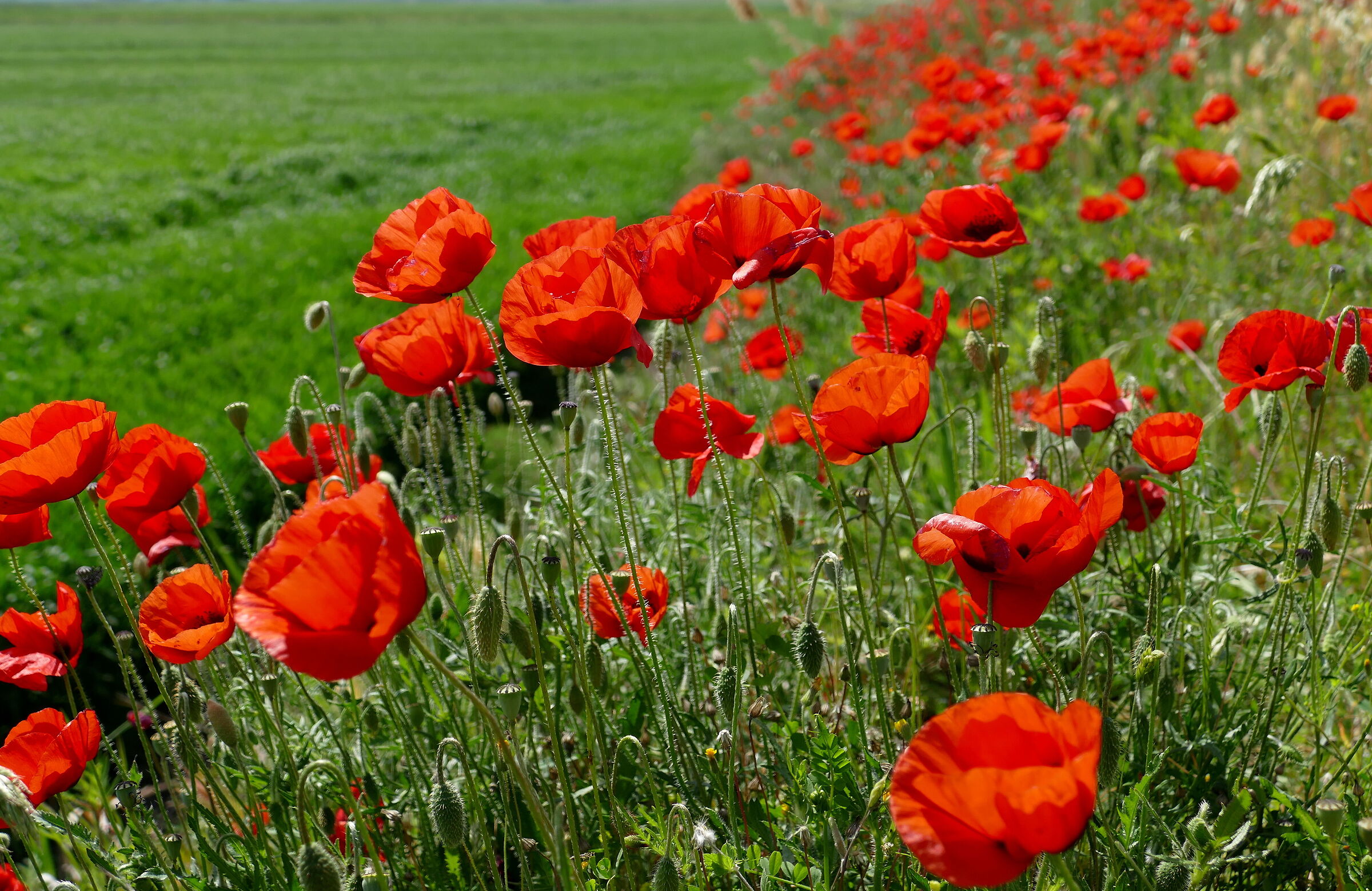 La forza impalpabile dei papaveri