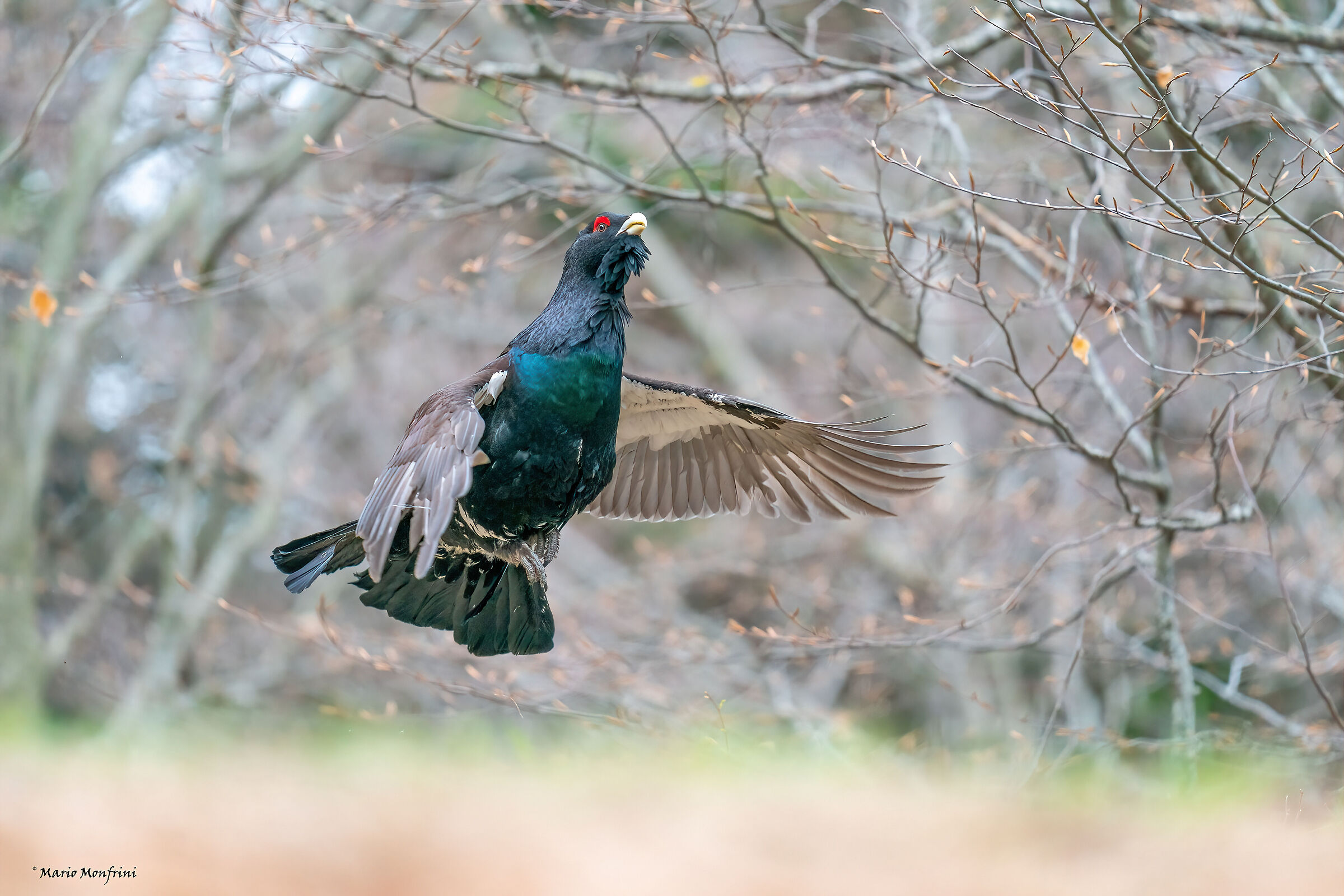 THE FLIGHT - Gallo Cedrone Italian Alps