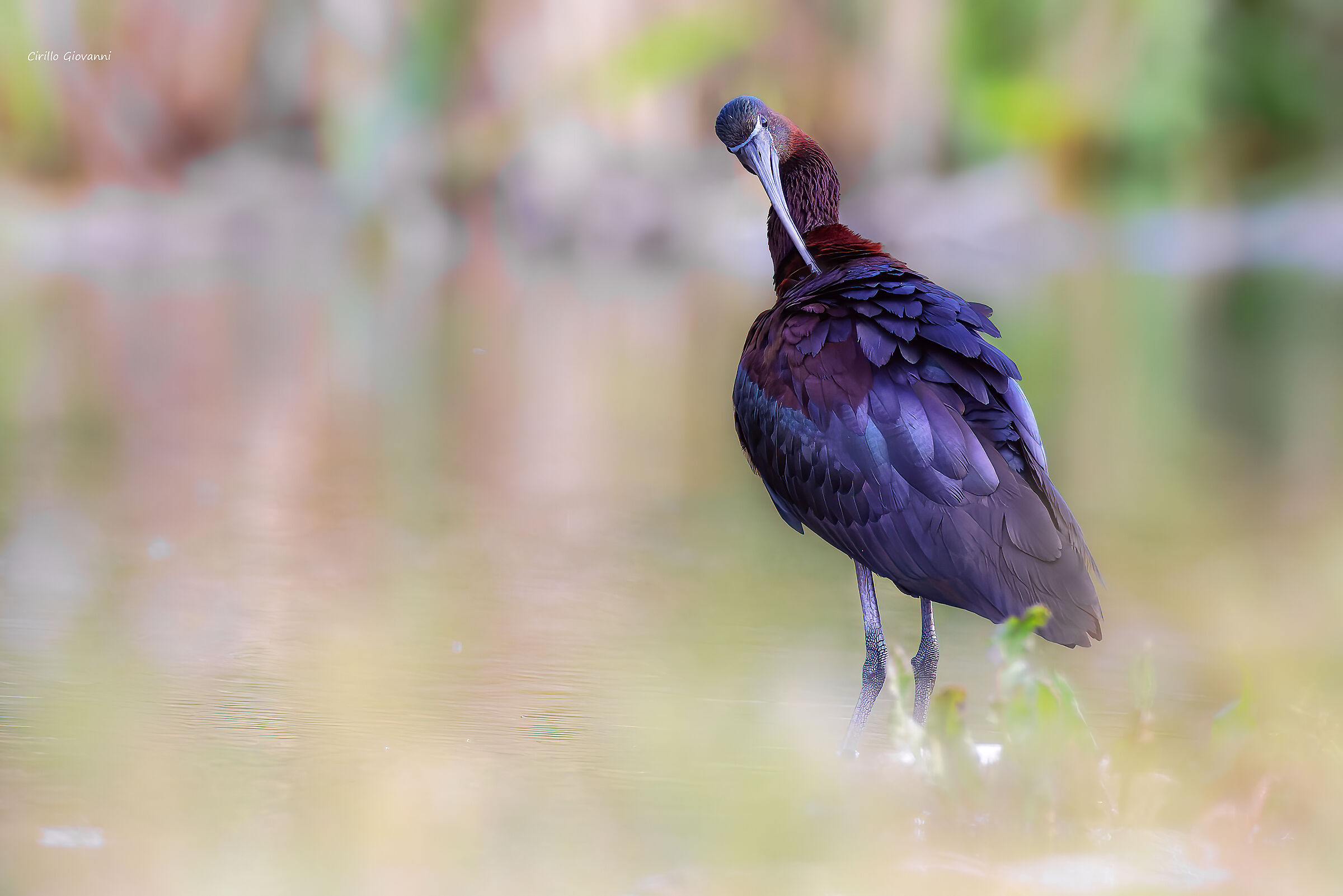 Glossy ibis