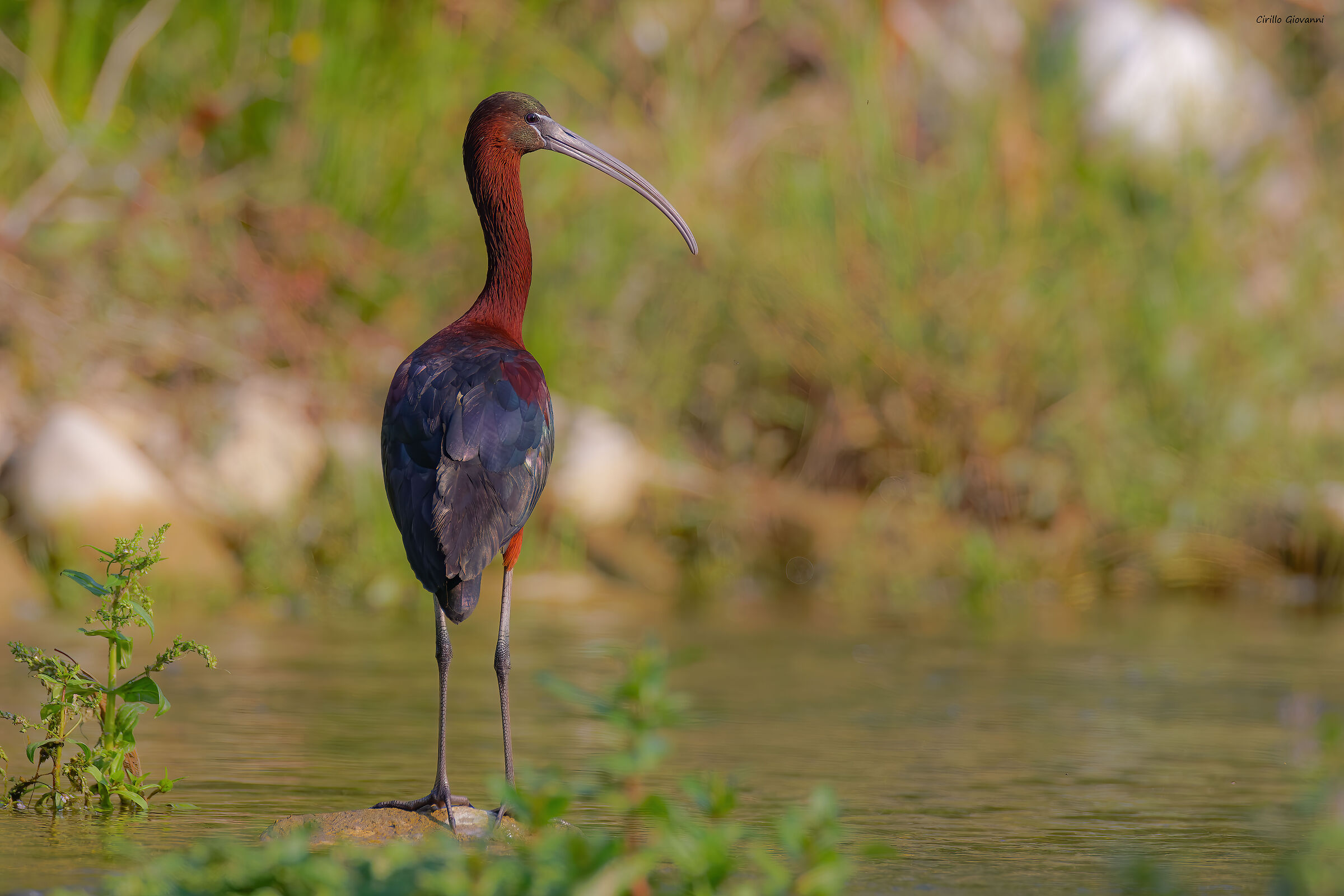 Glossy ibis