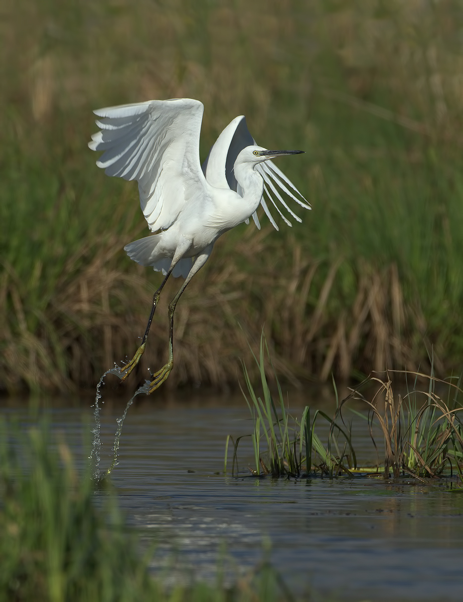 egret