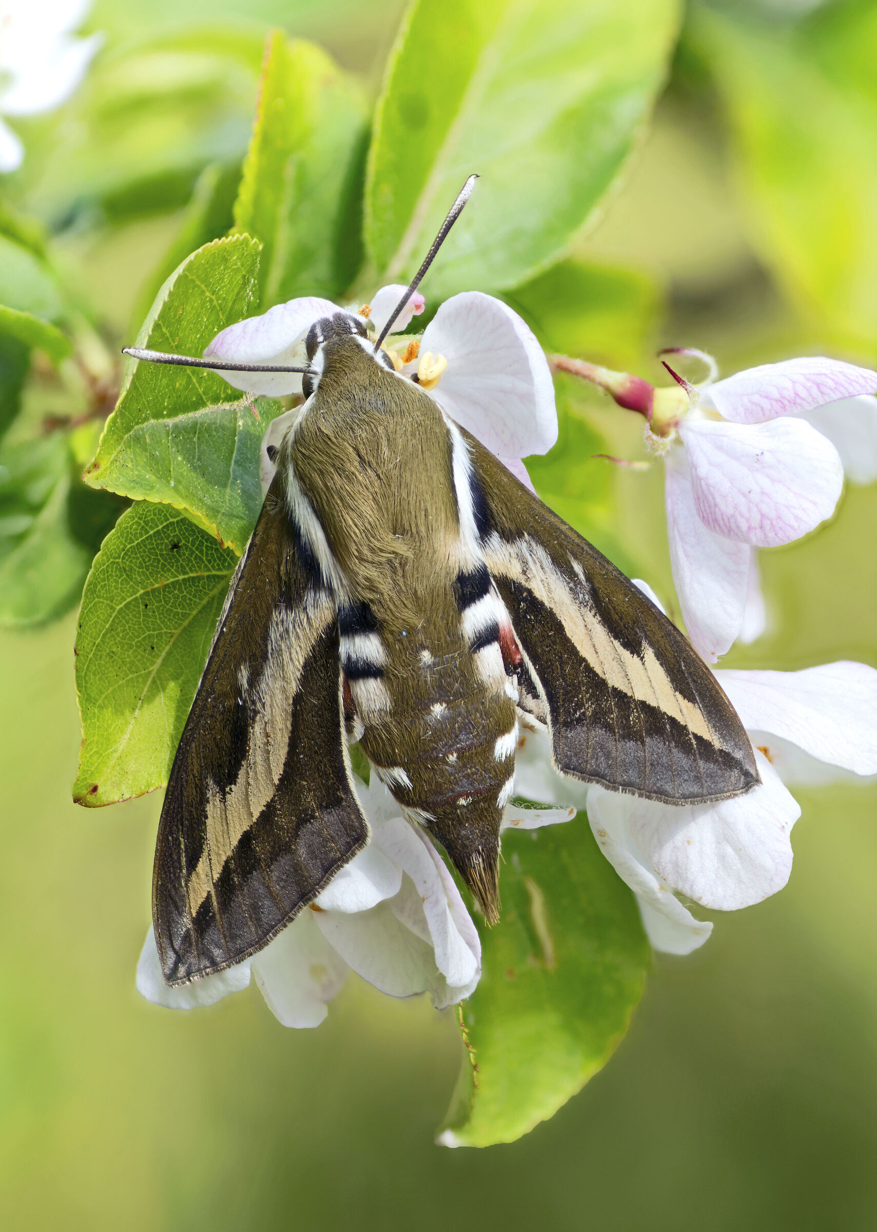 Falena-falena della paglia da letto