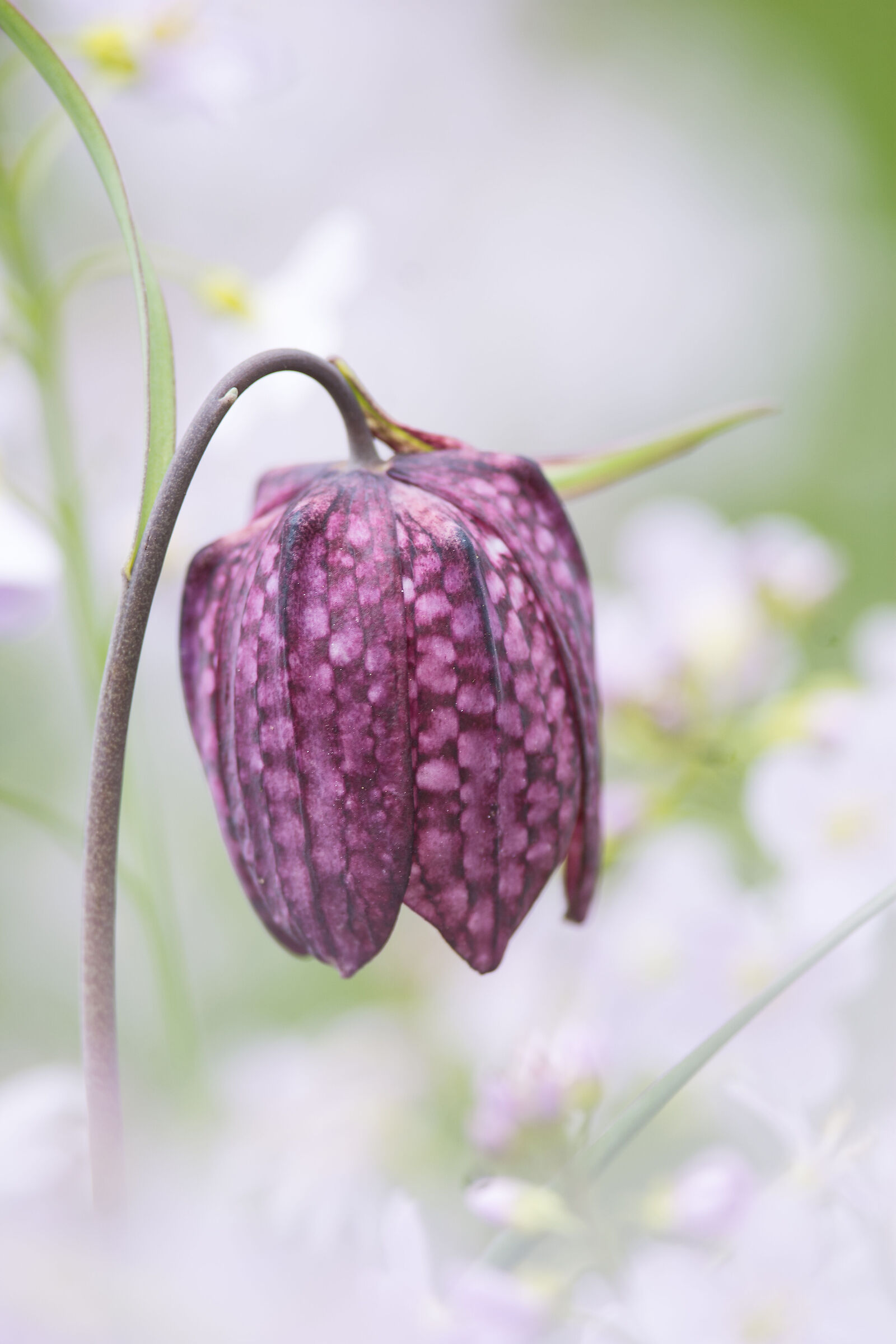 Fritillaria