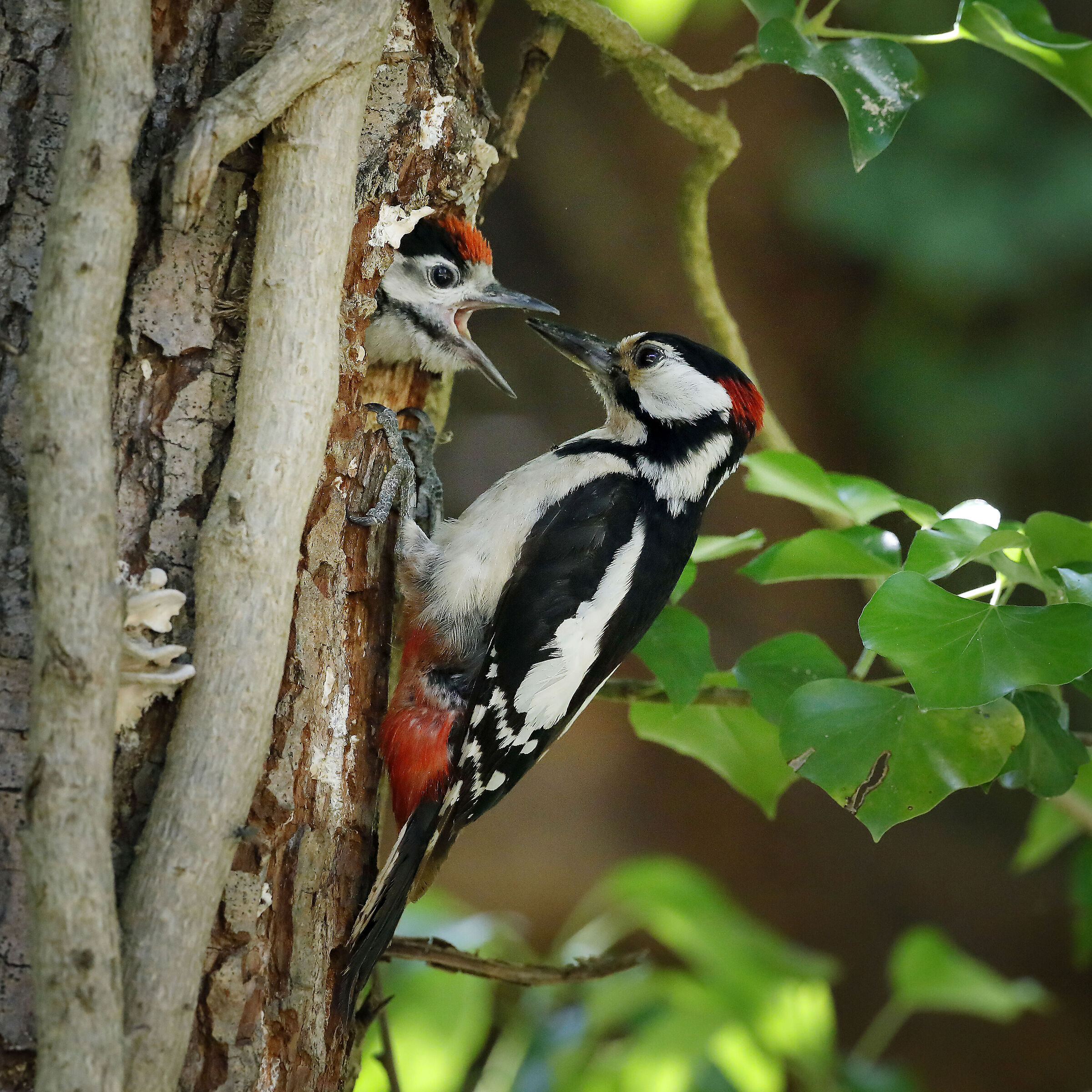 Imbeccata del Picchio
