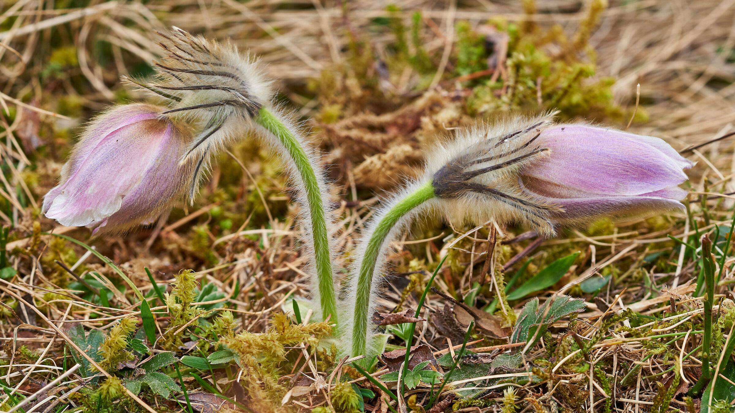 Pulsatilla Vernalis