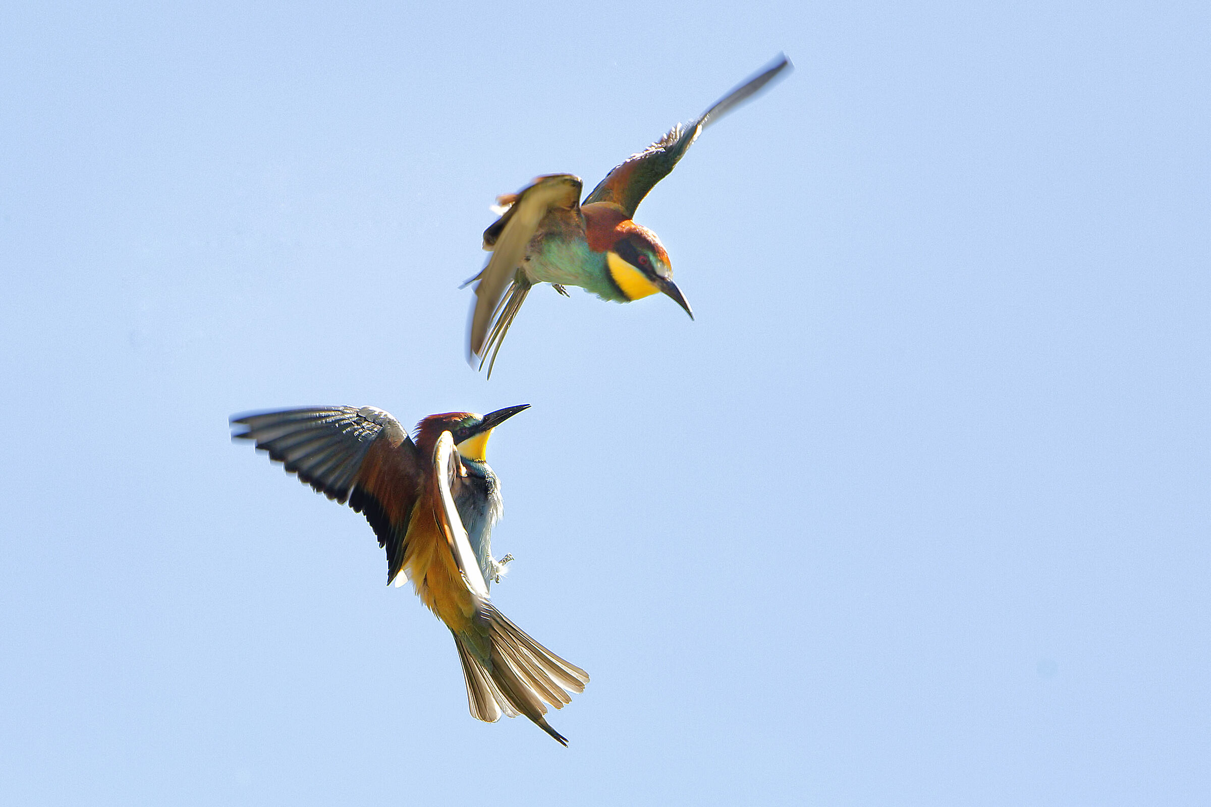 inserimento di gruccioni