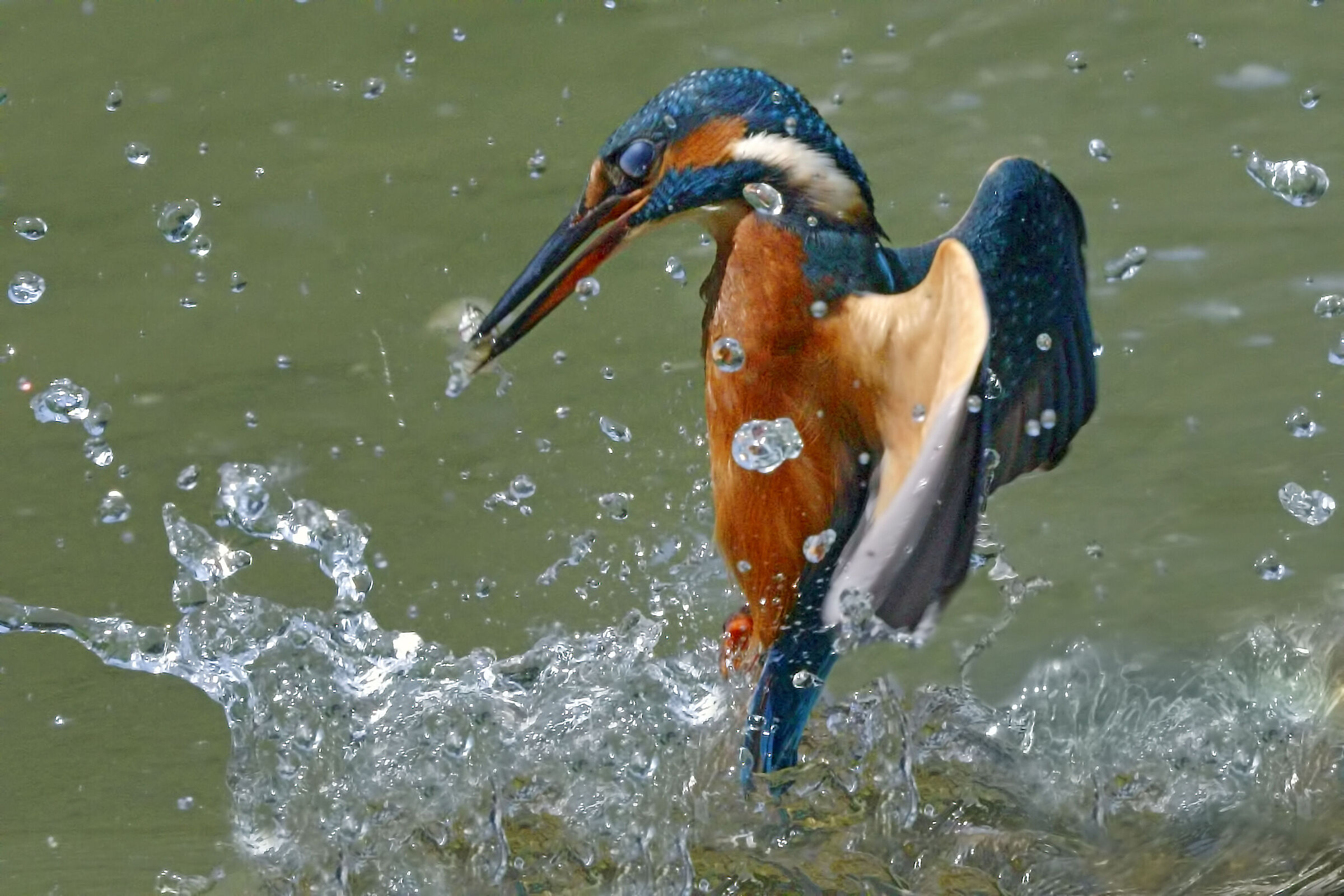 la caccia del martin pescatore