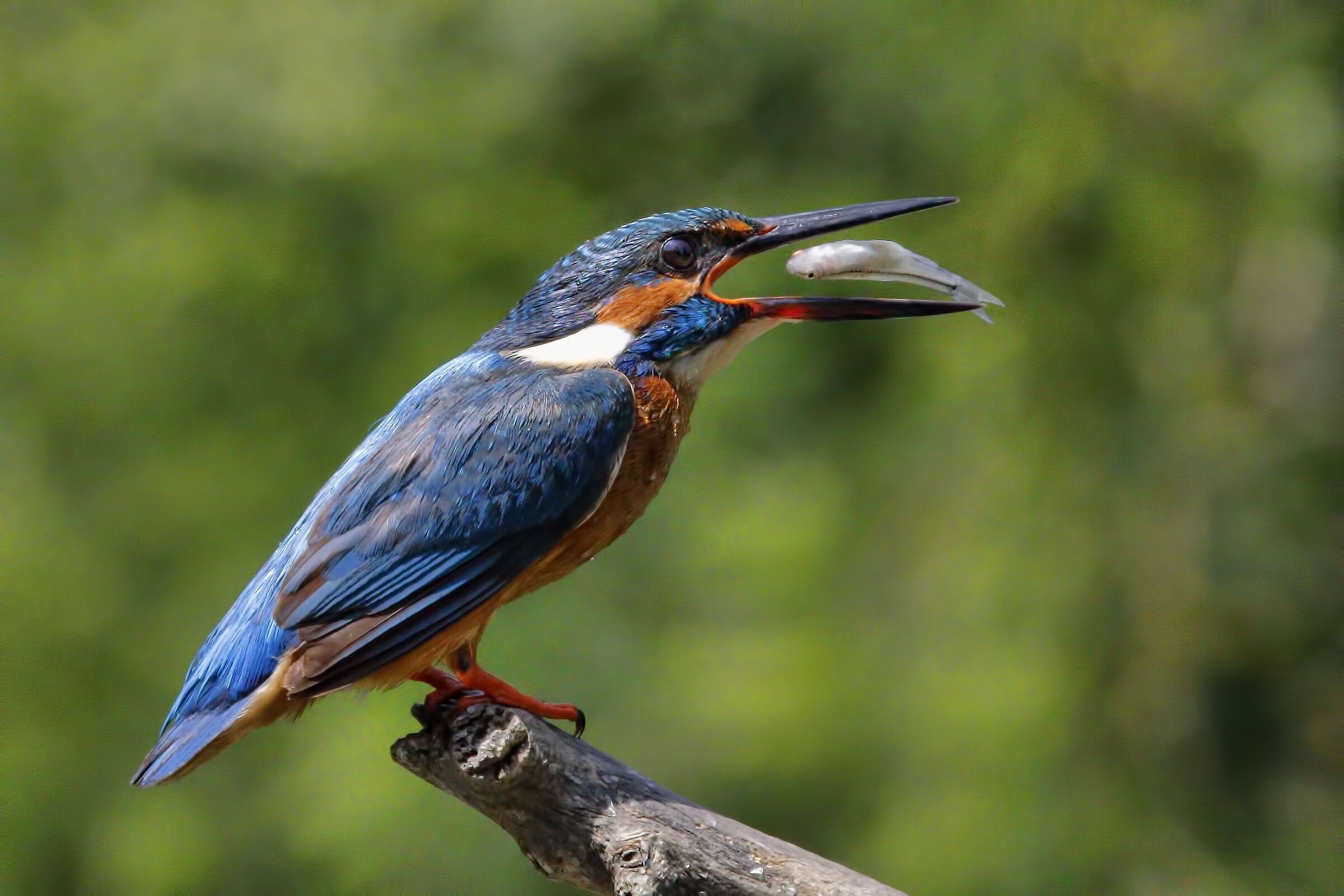 martin pescatore e pesce