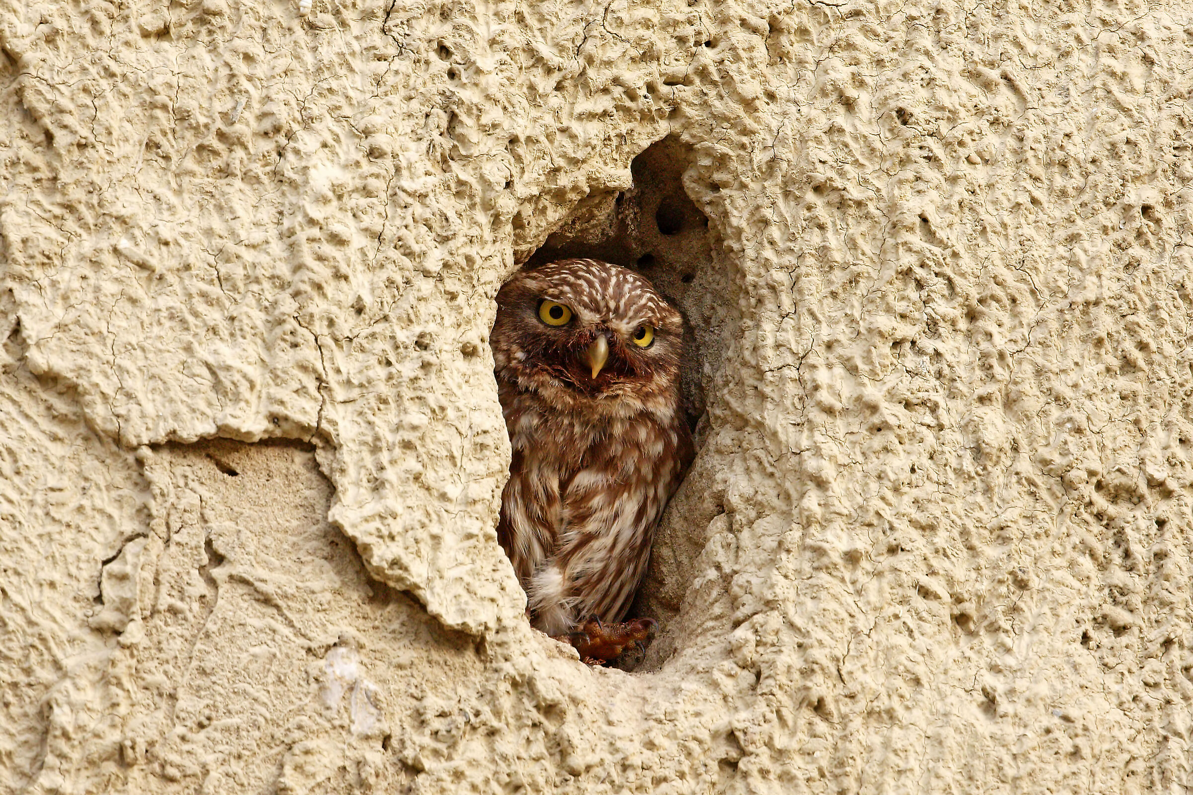 civetta affacciata dal nido di un gruccione