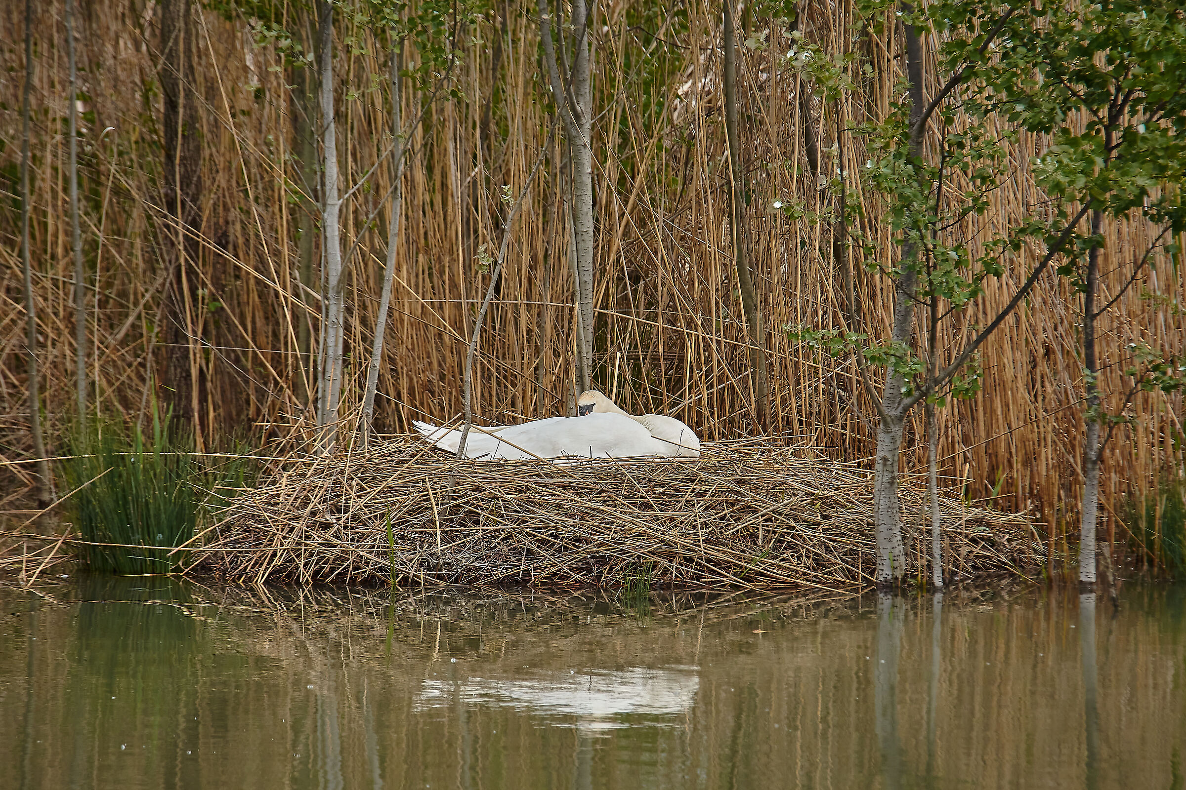 The cradle of beauty.