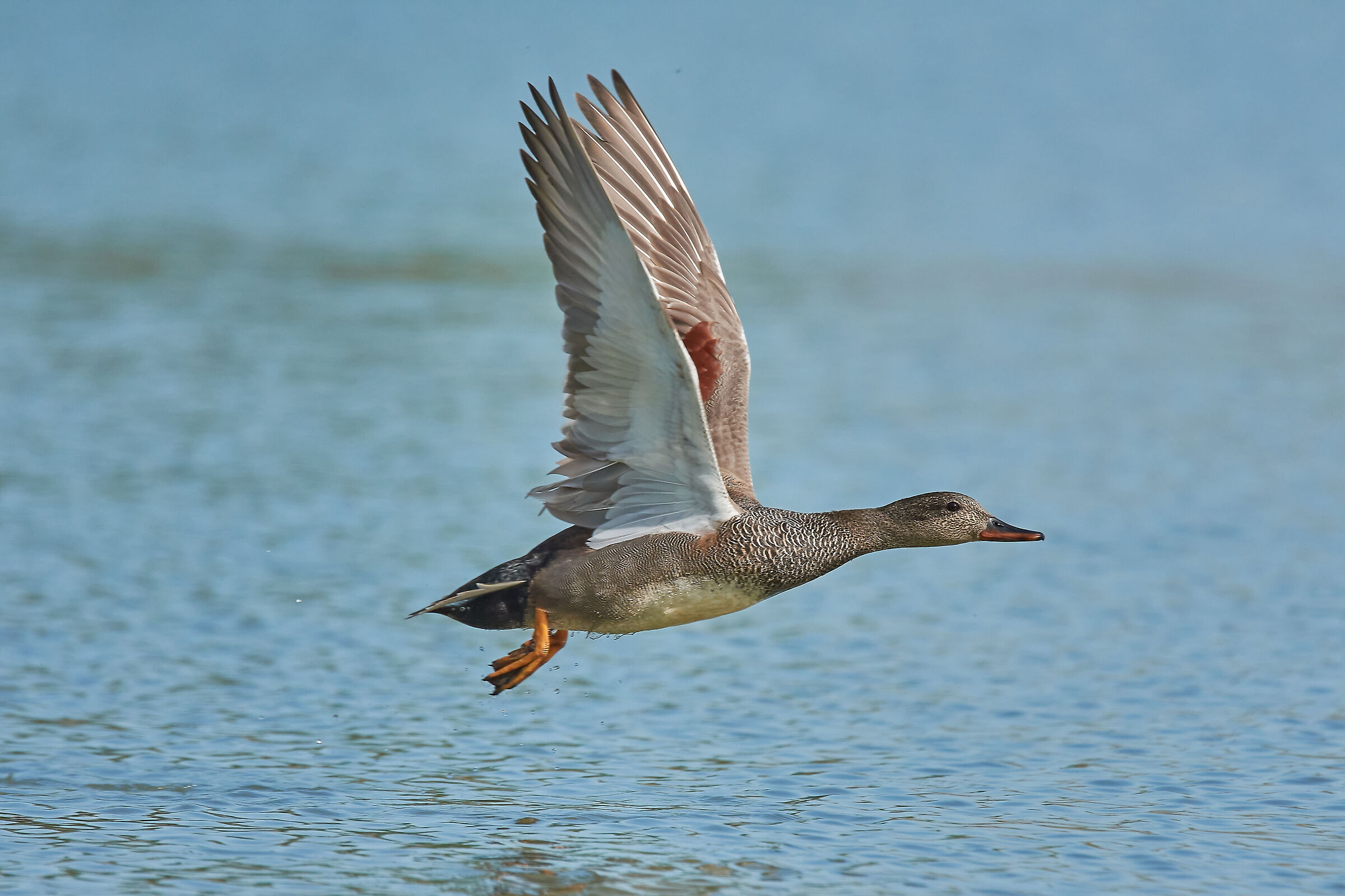 Gadwall