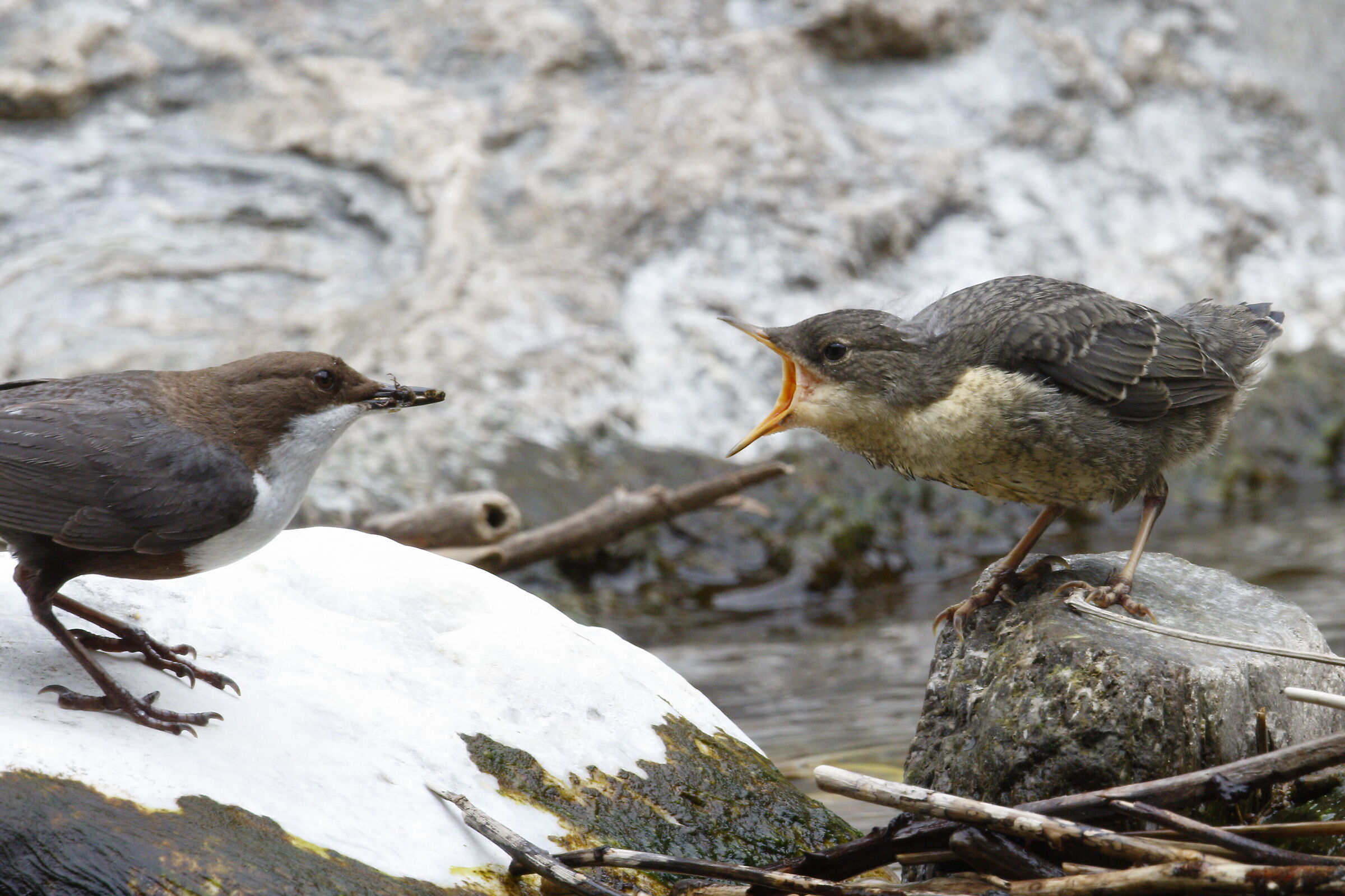 imbeccata merlo acquaiolo