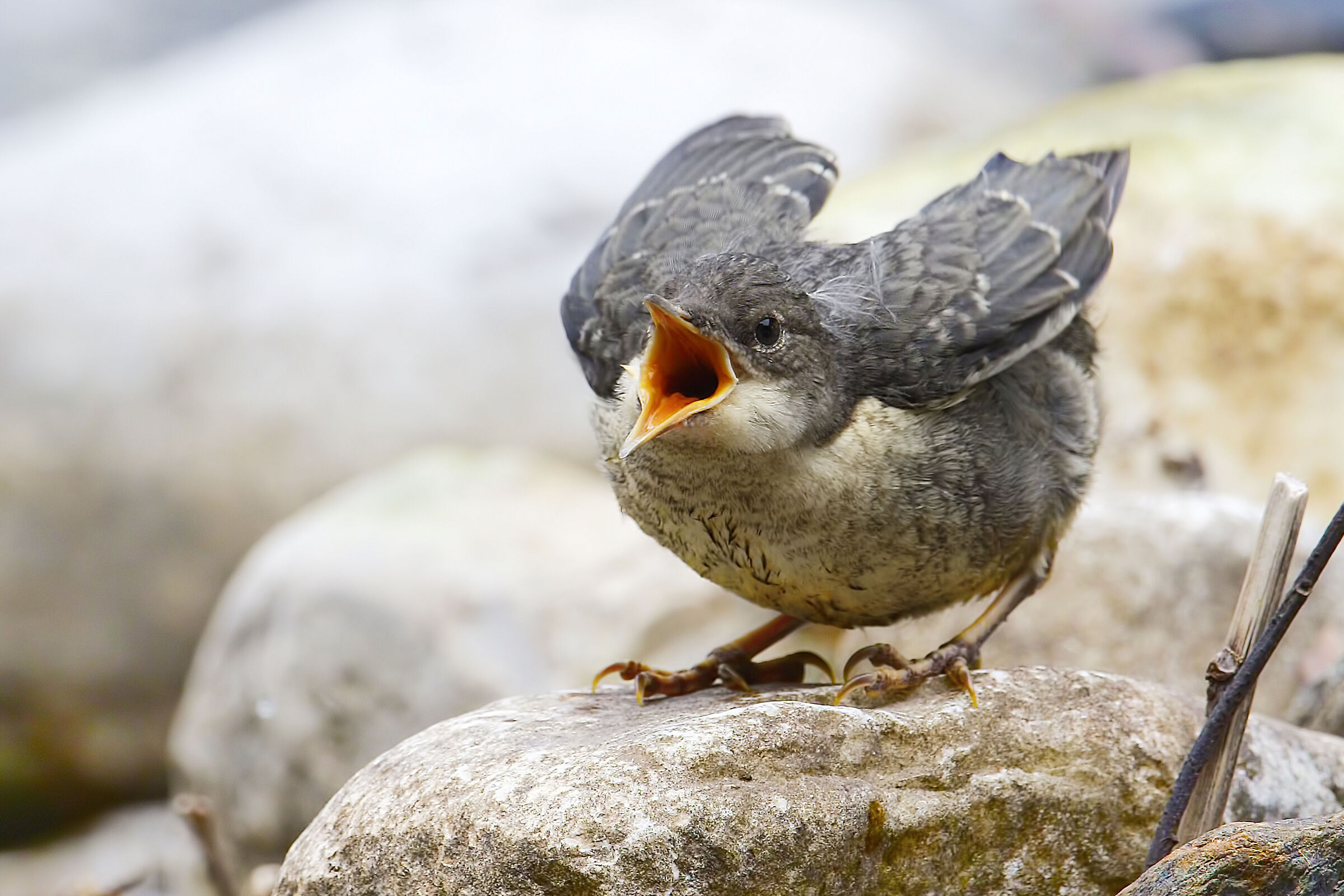 merlo acquaiolo pullo